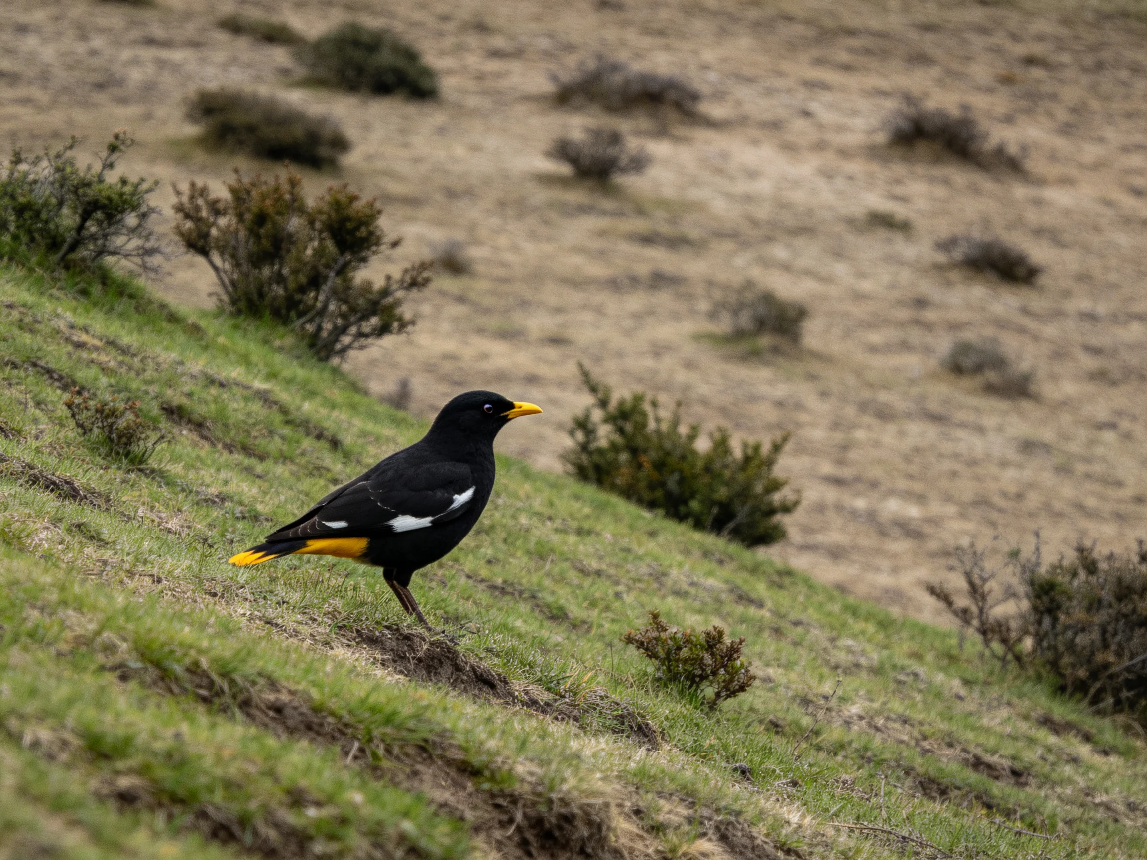 Black bird with yellow accents on grassy hillside