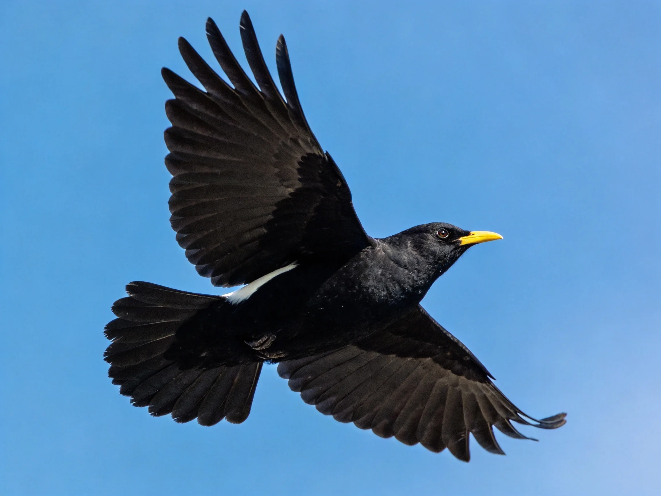 Black bird with yellow beak soaring against clear blue sky