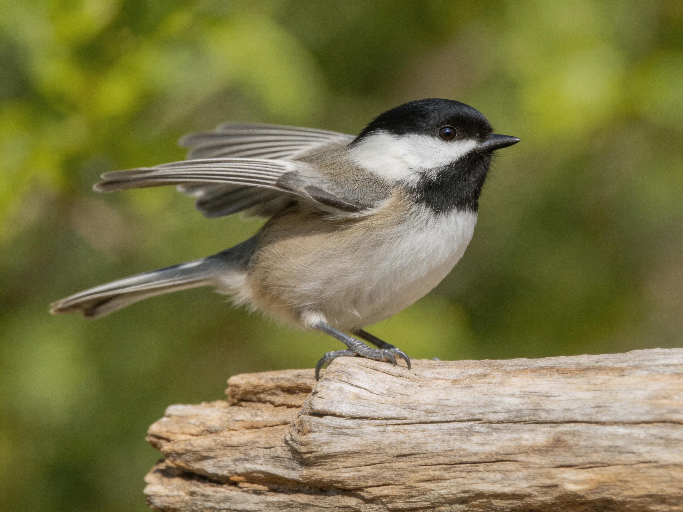 Black-capped Chickadee Perched on Weathered Wood with Extended Wings