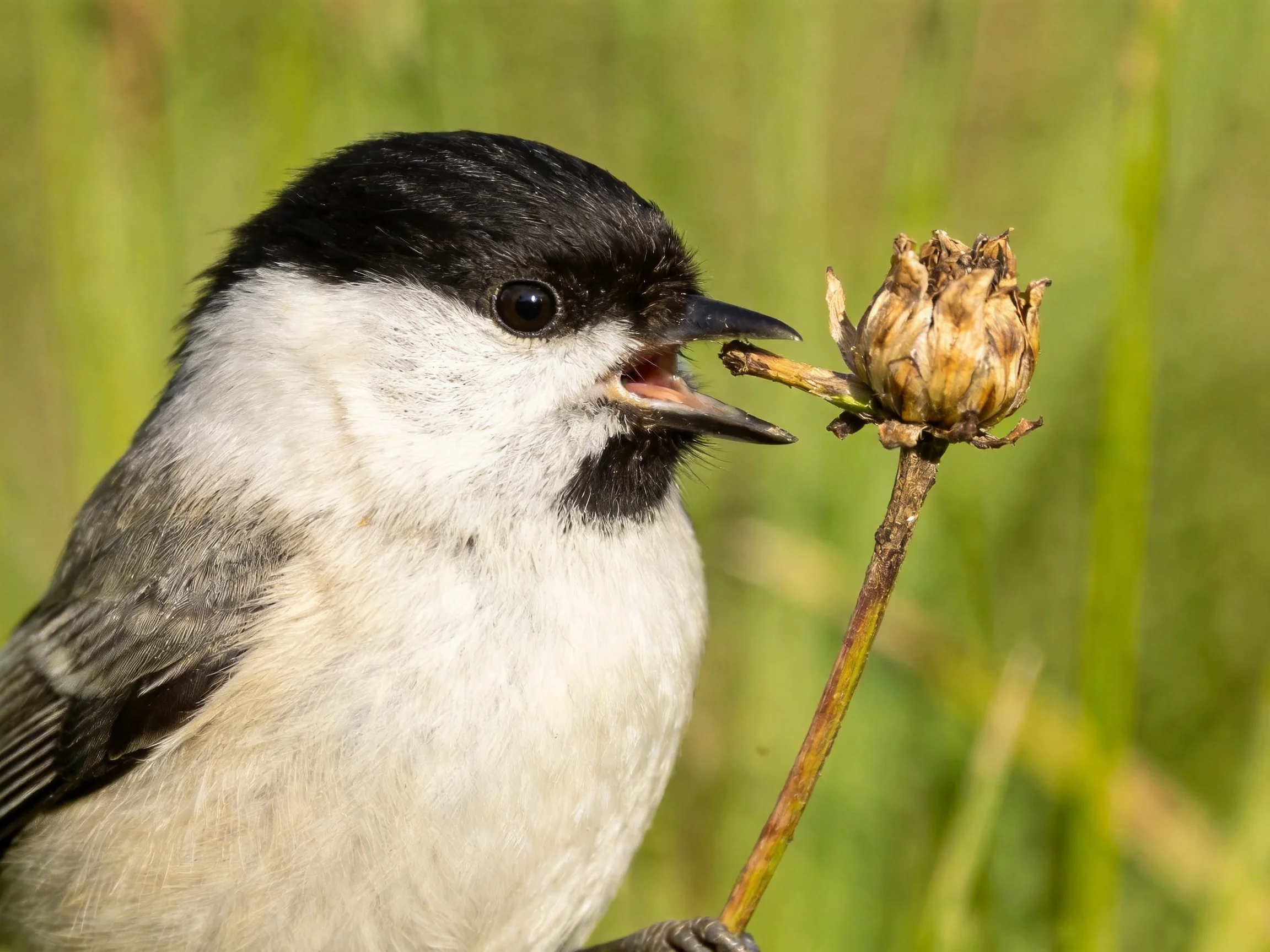 Black-capped bird feeding on a dried flower bud outdoors