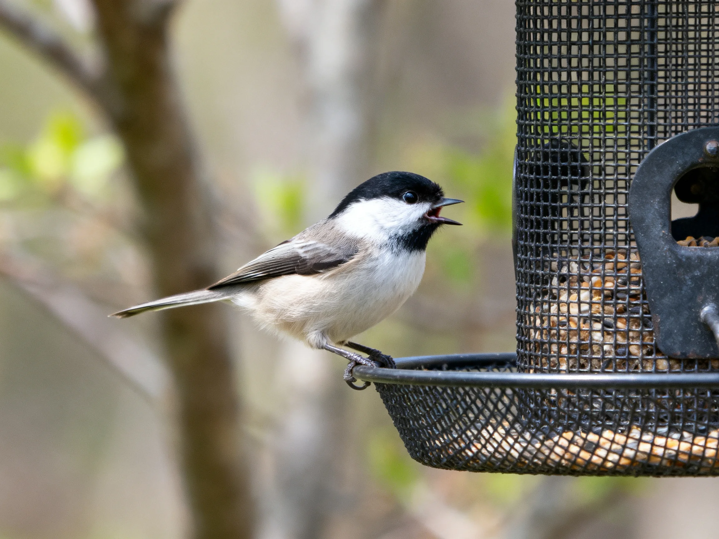 Black-capped bird perched on wire seed feeder near trees
