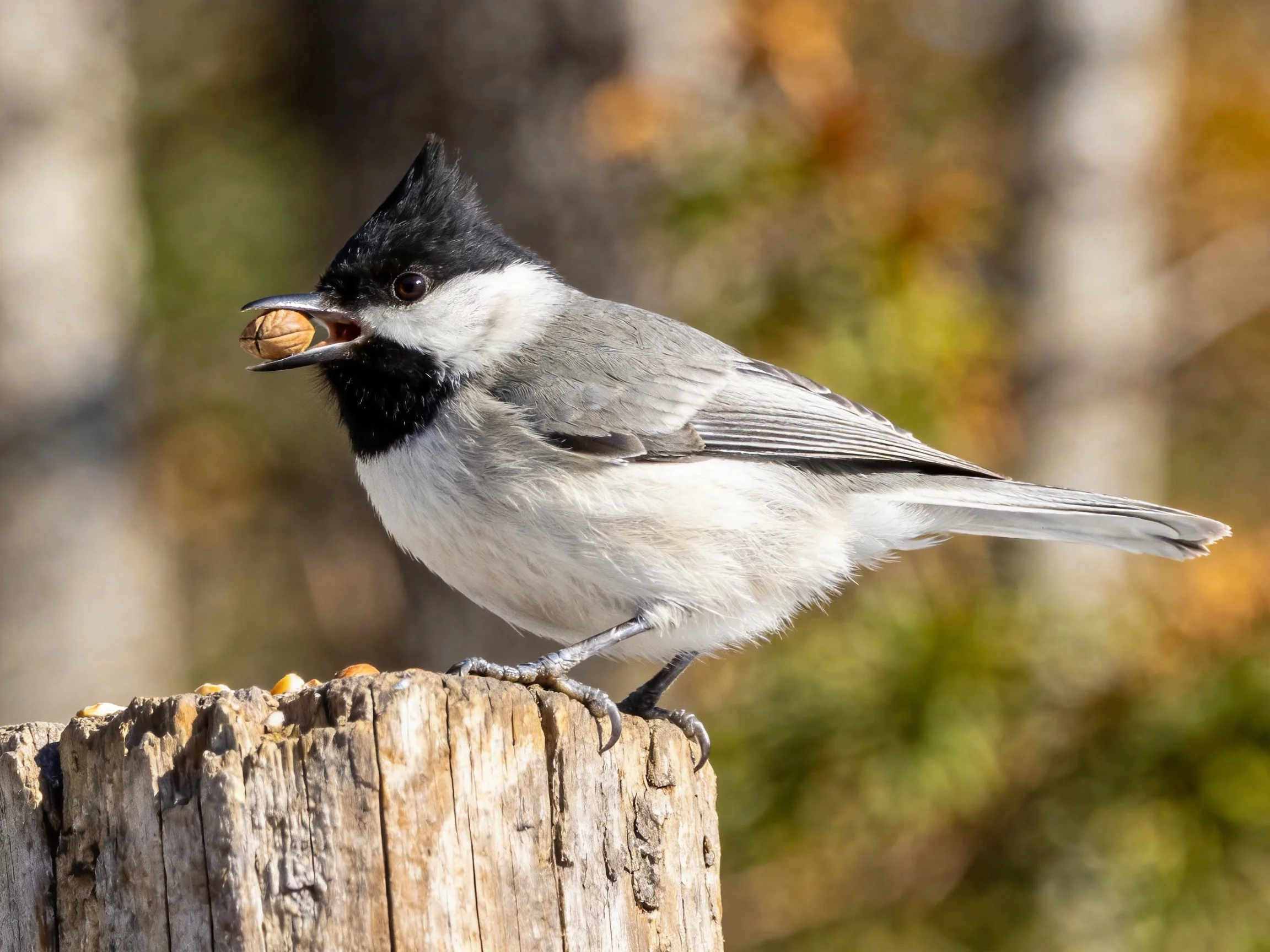 Black-capped bird with gray wings holds nut on weathered post