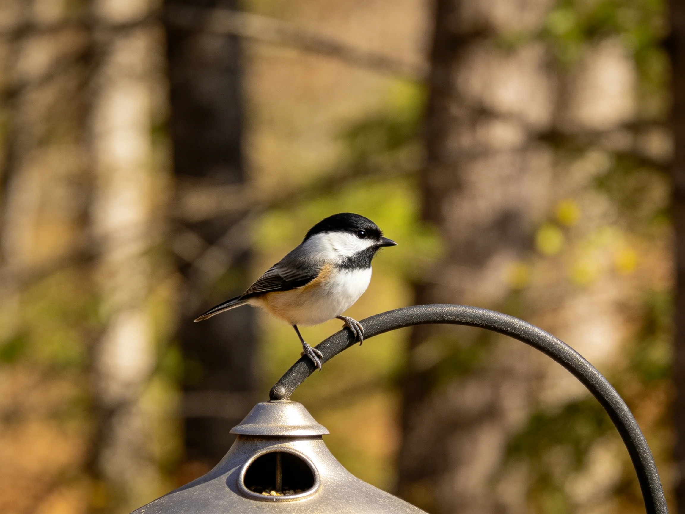 Black-capped chickadee perched on curved metal feeder amidst blurred trees