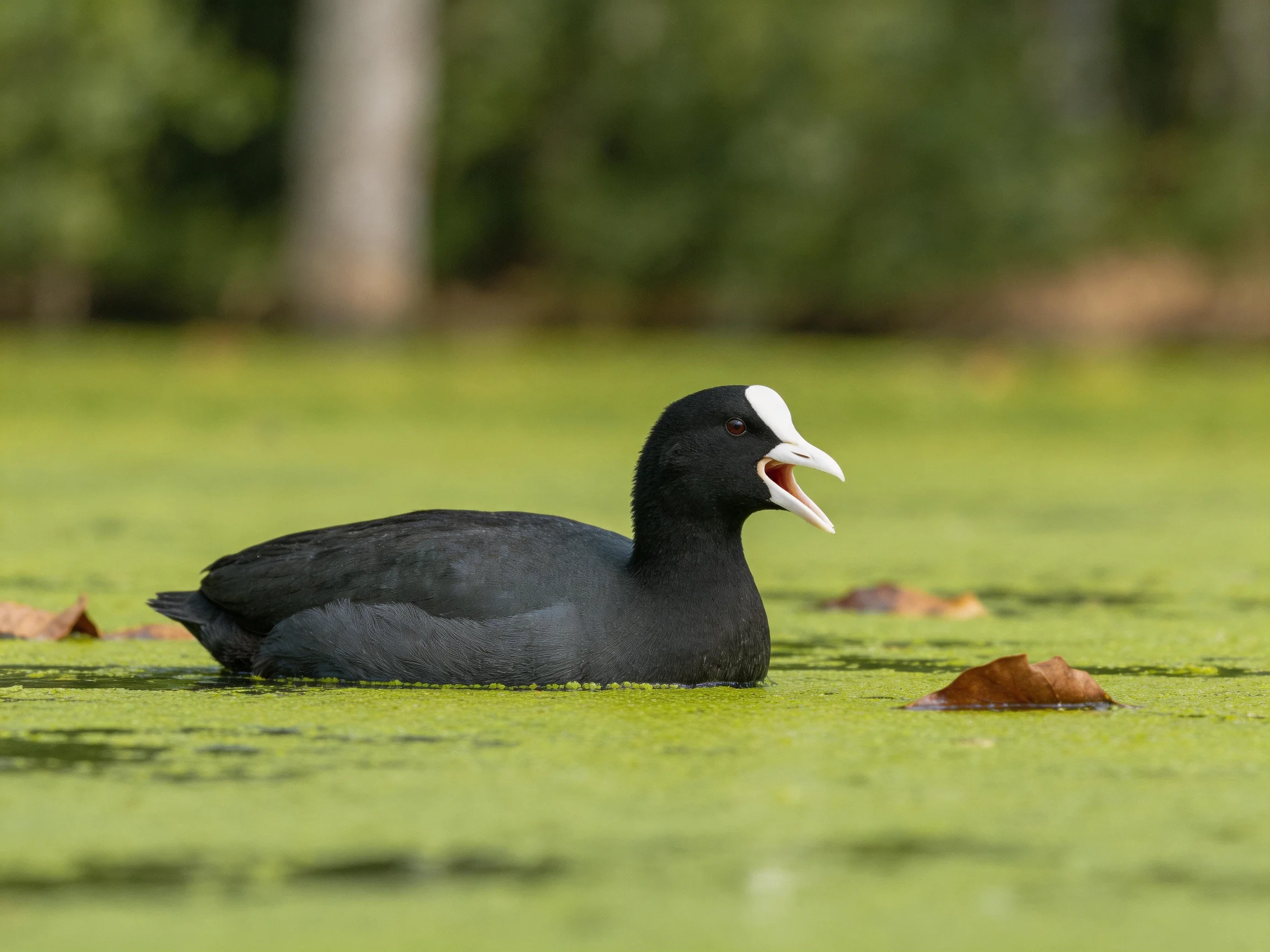 Black coot swims in algae-covered water with brown leaves