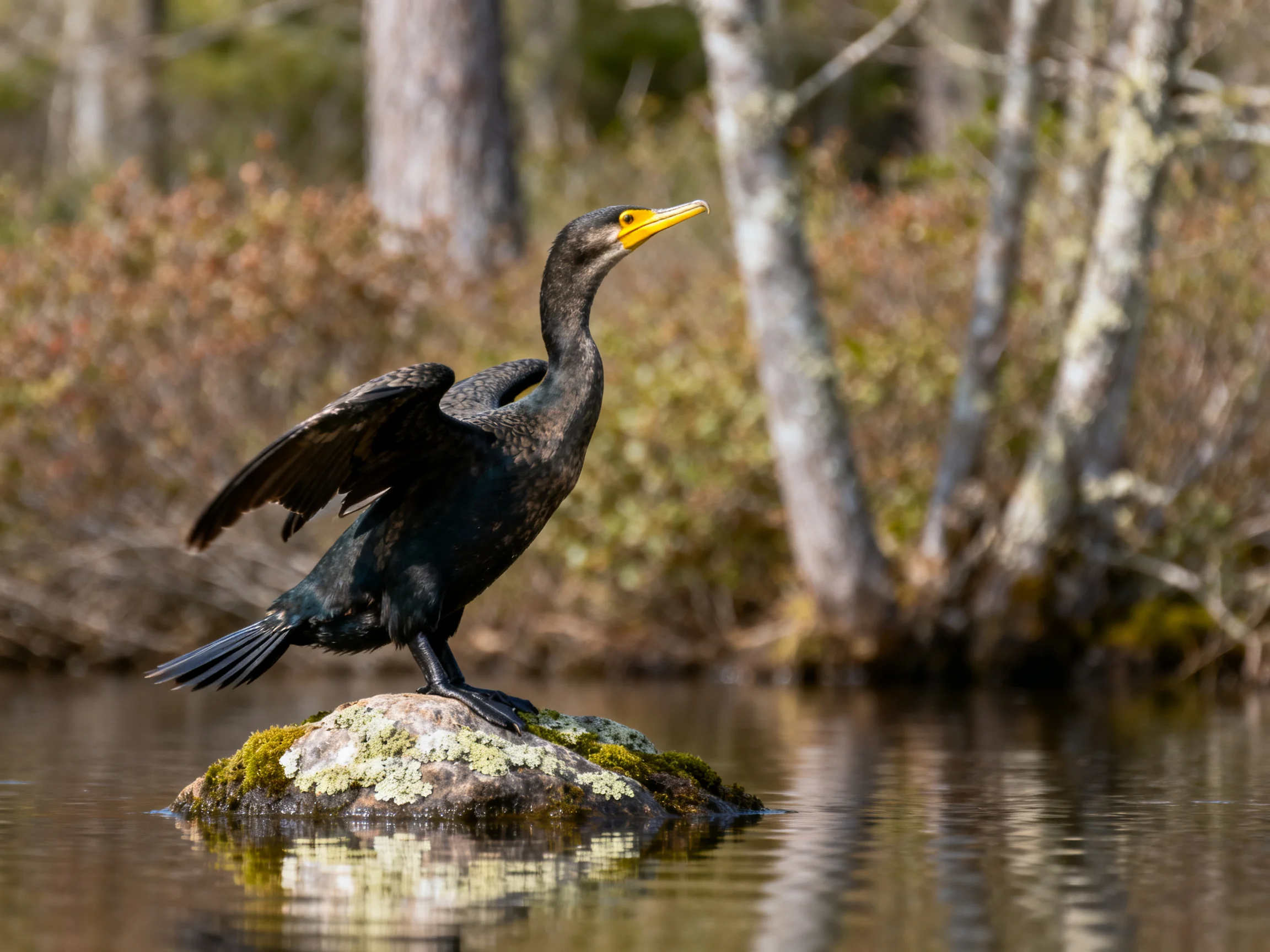 Black cormorant drying wings on mossy rock by calm water