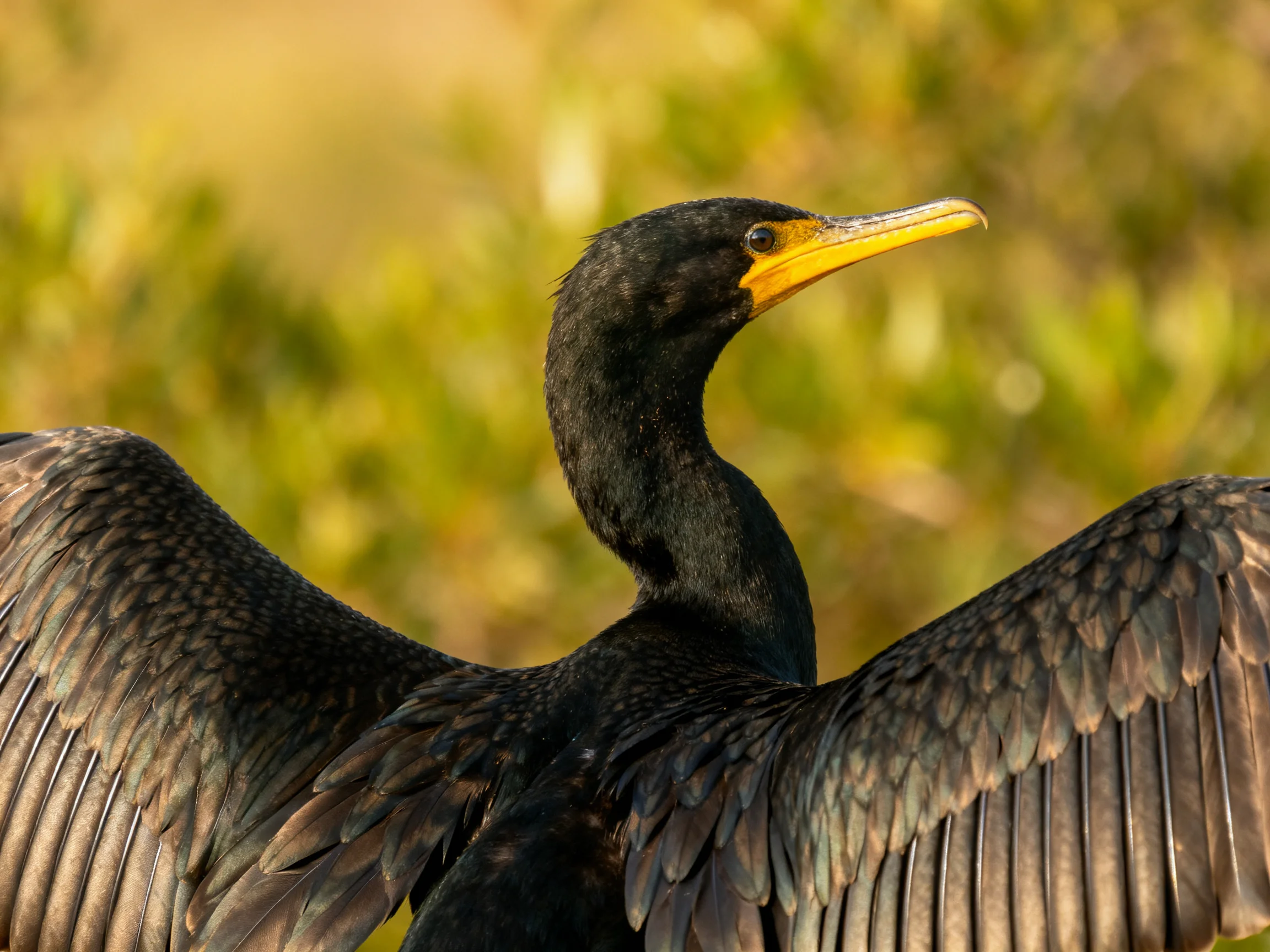 Black cormorant spreading wings with bright yellow beak