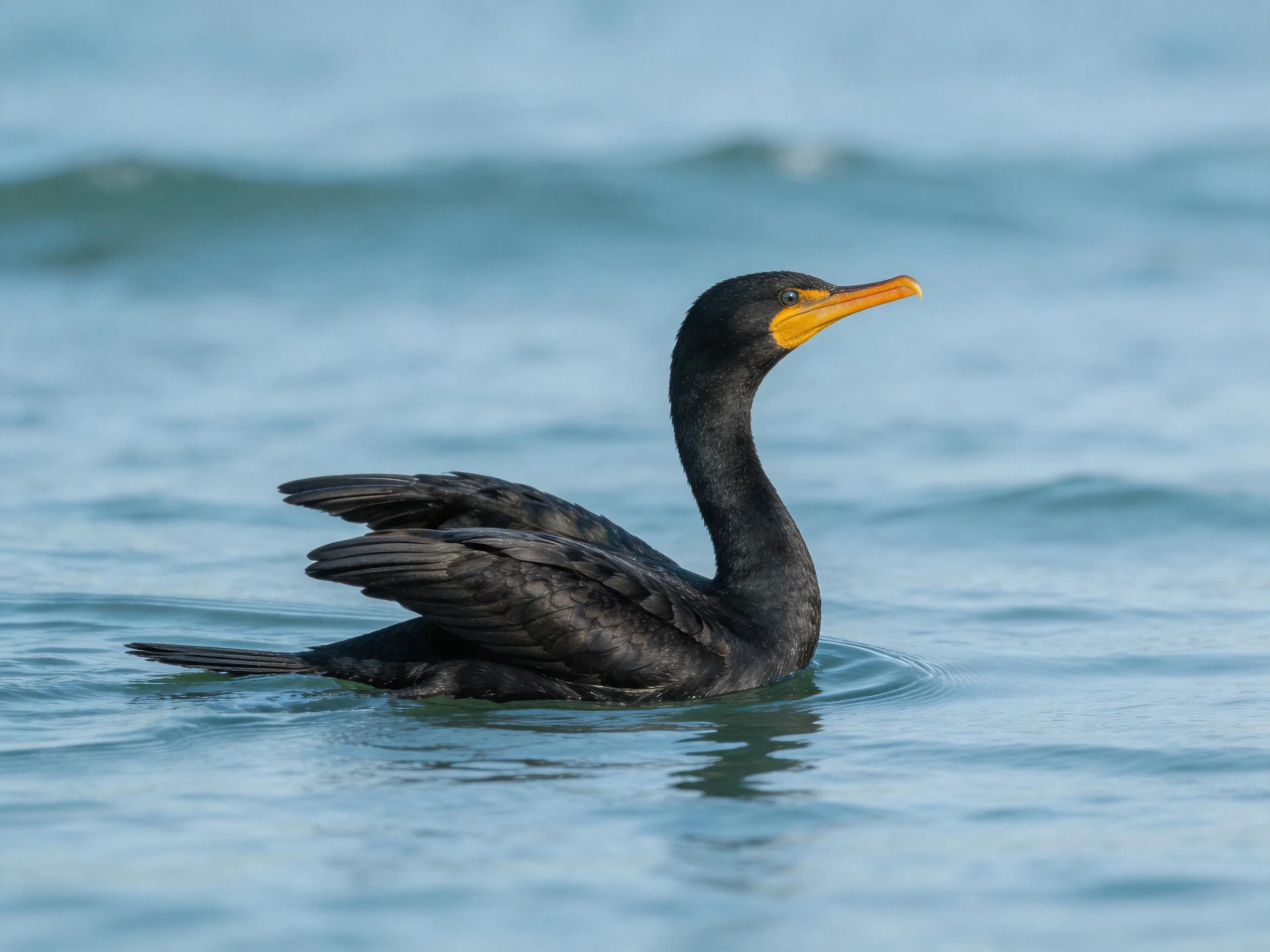 Black cormorant swimming in calm blue water