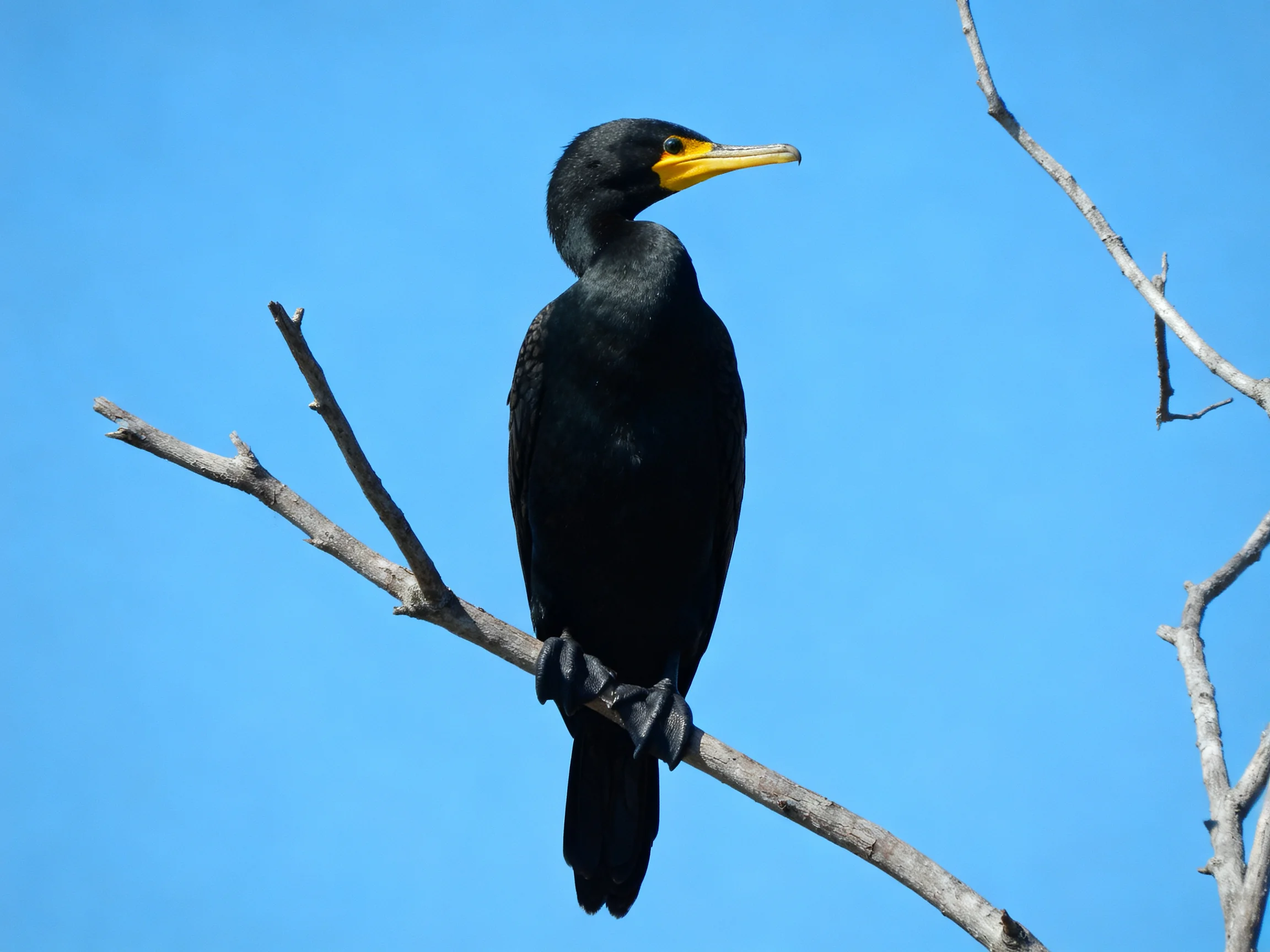 Black cormorant with yellow beak perched on bare branch under blue sky