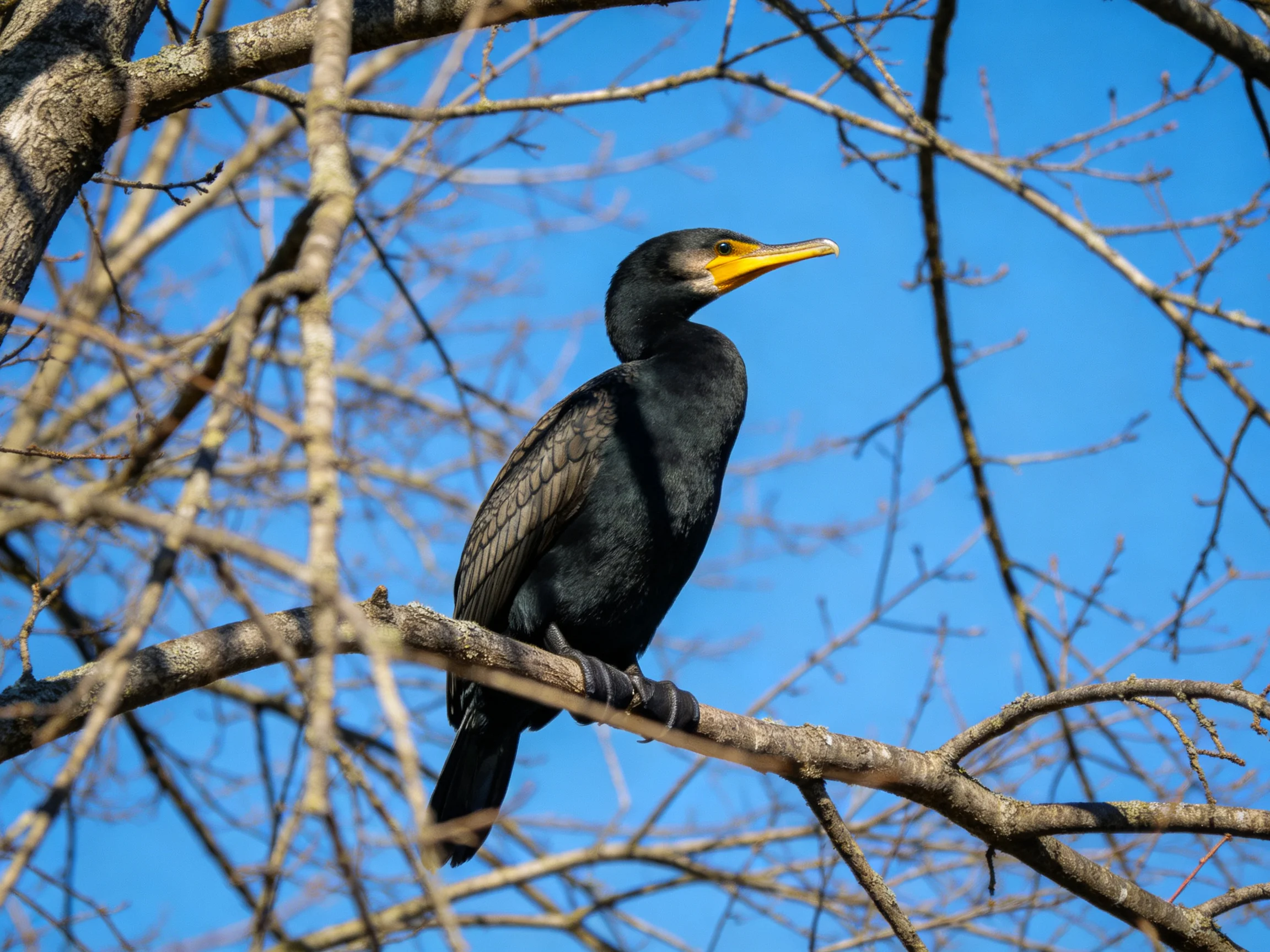 Black cormorant with yellow beak perched on bare tree branch under clear blue sky