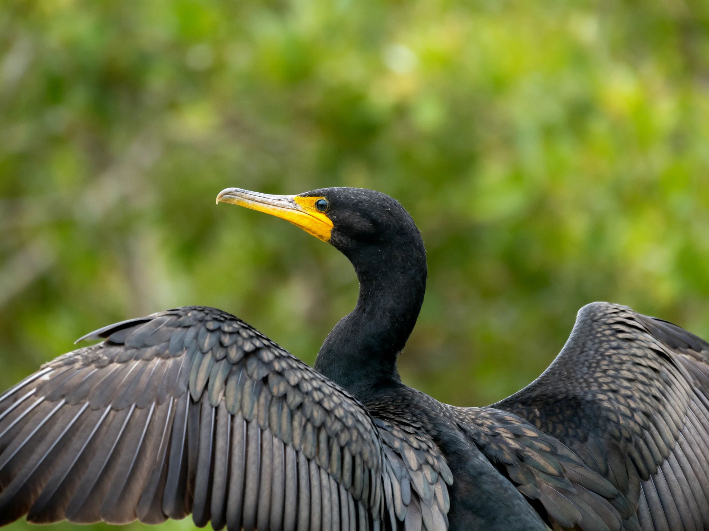Black cormorant with yellow beak spreading wings near green foliage