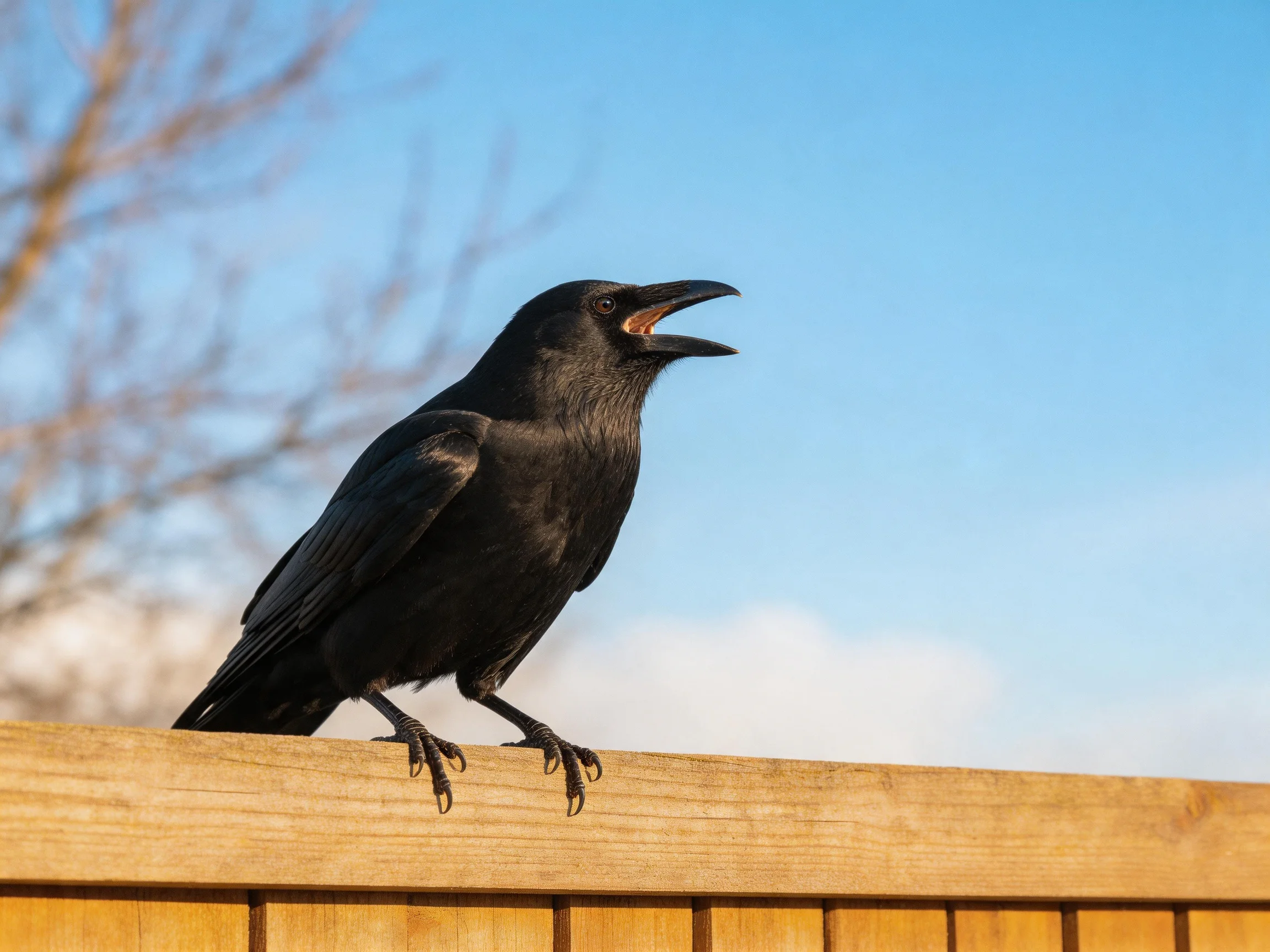Black crow perched on wooden fence under bright blue sky