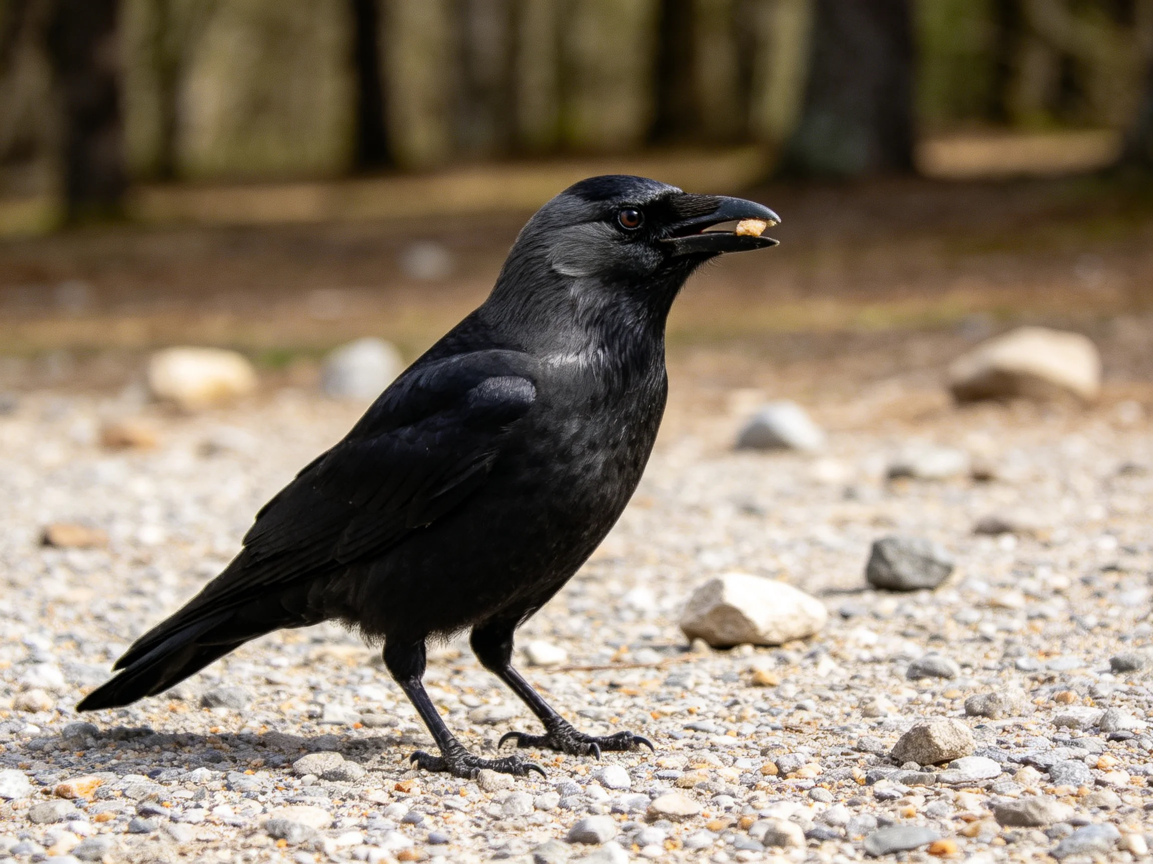 Black crow with food on gravel path among rocks