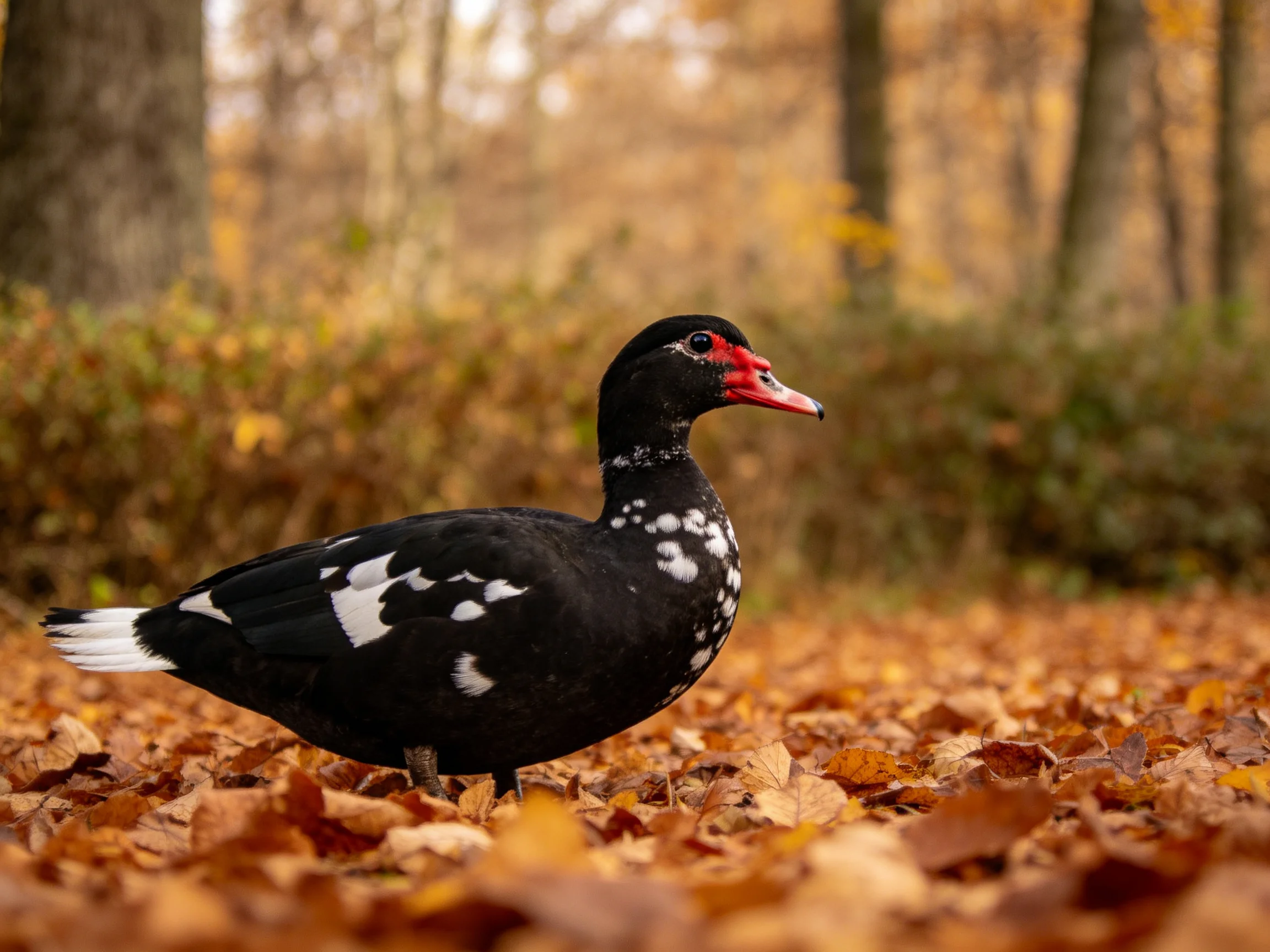 Black duck with white spots on autumn leaves in a forest