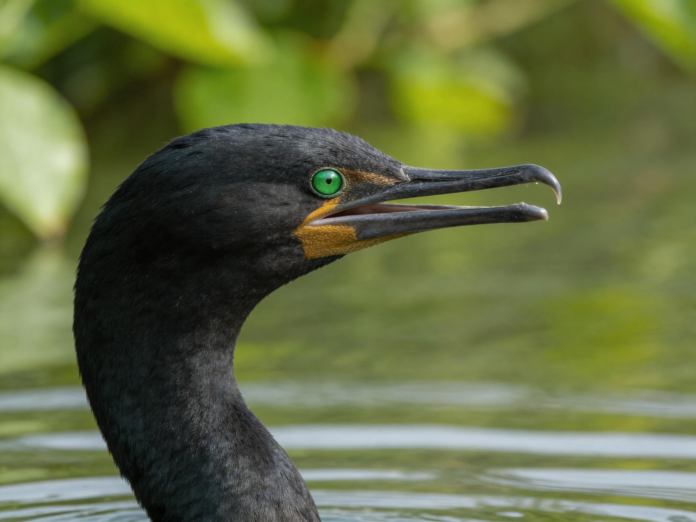 Black-feathered bird with green eye swimming near greenery