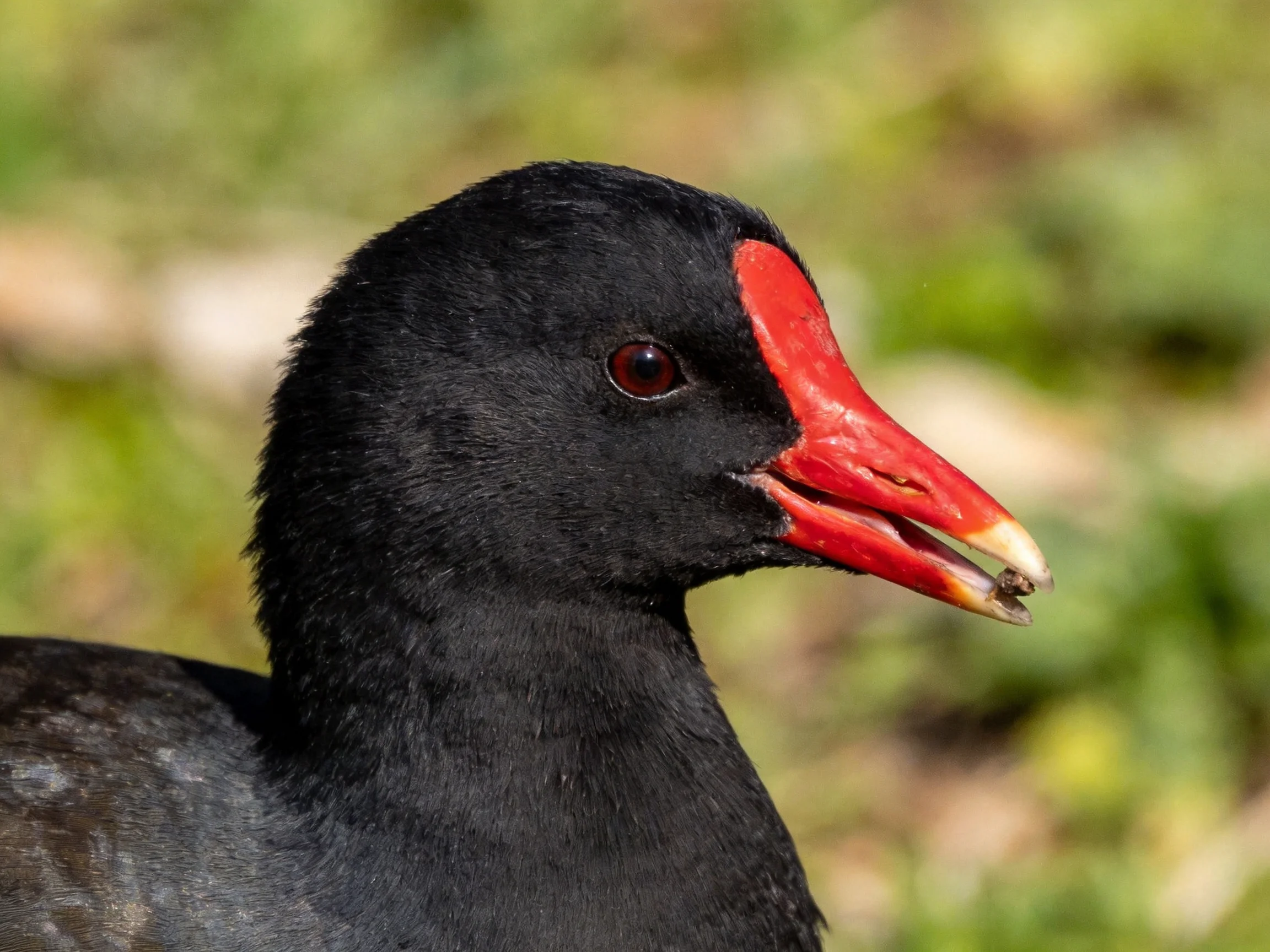 Black - feathered bird with vivid red beak in natural setting