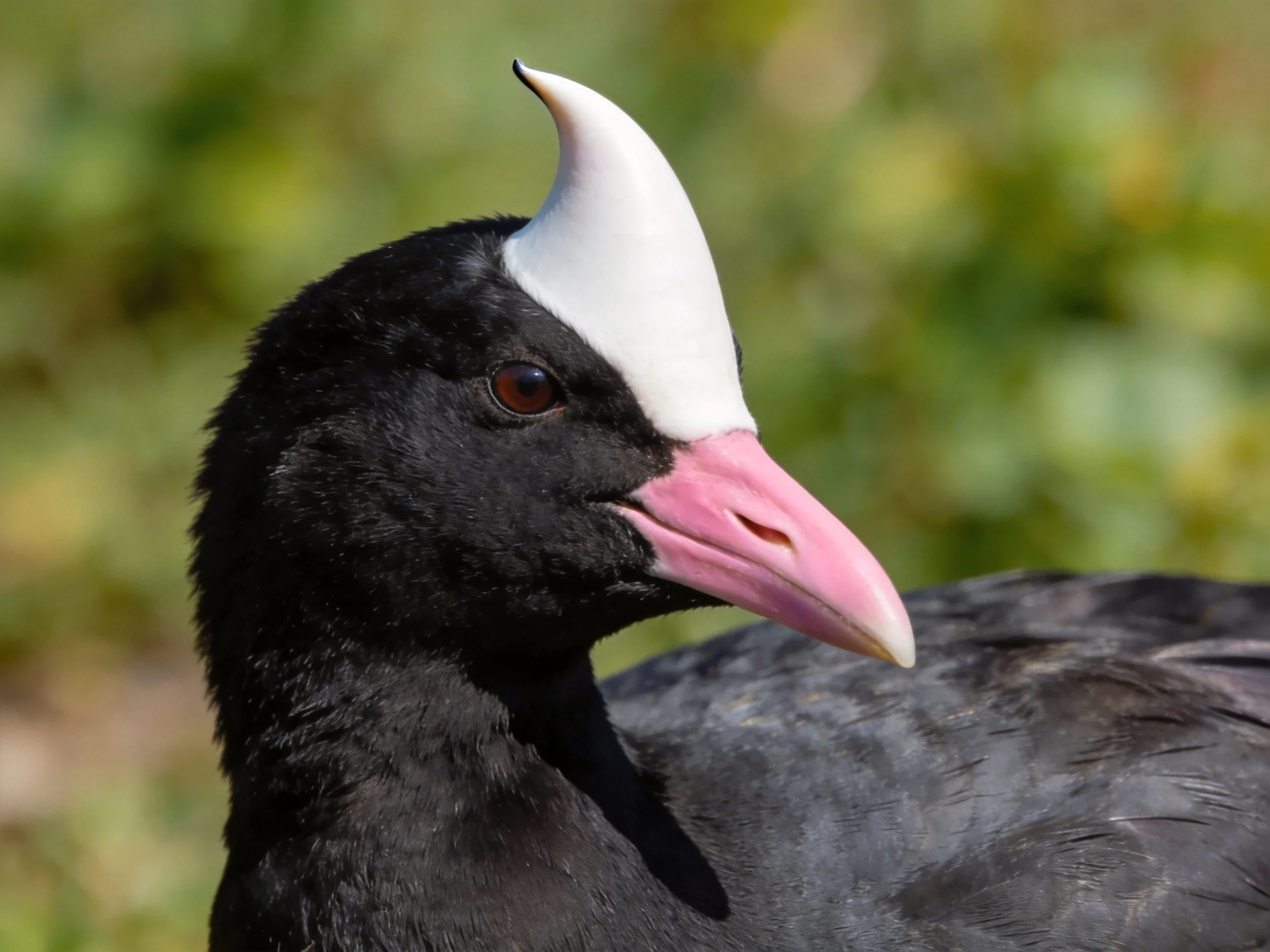 Black - feathered bird with white crest and pink beak