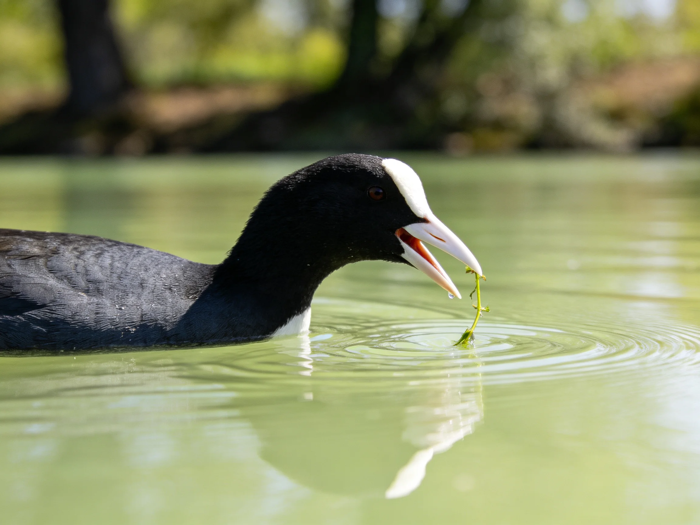 A black-headed bird with white markings feeds on aquatic vegetation in calm water.