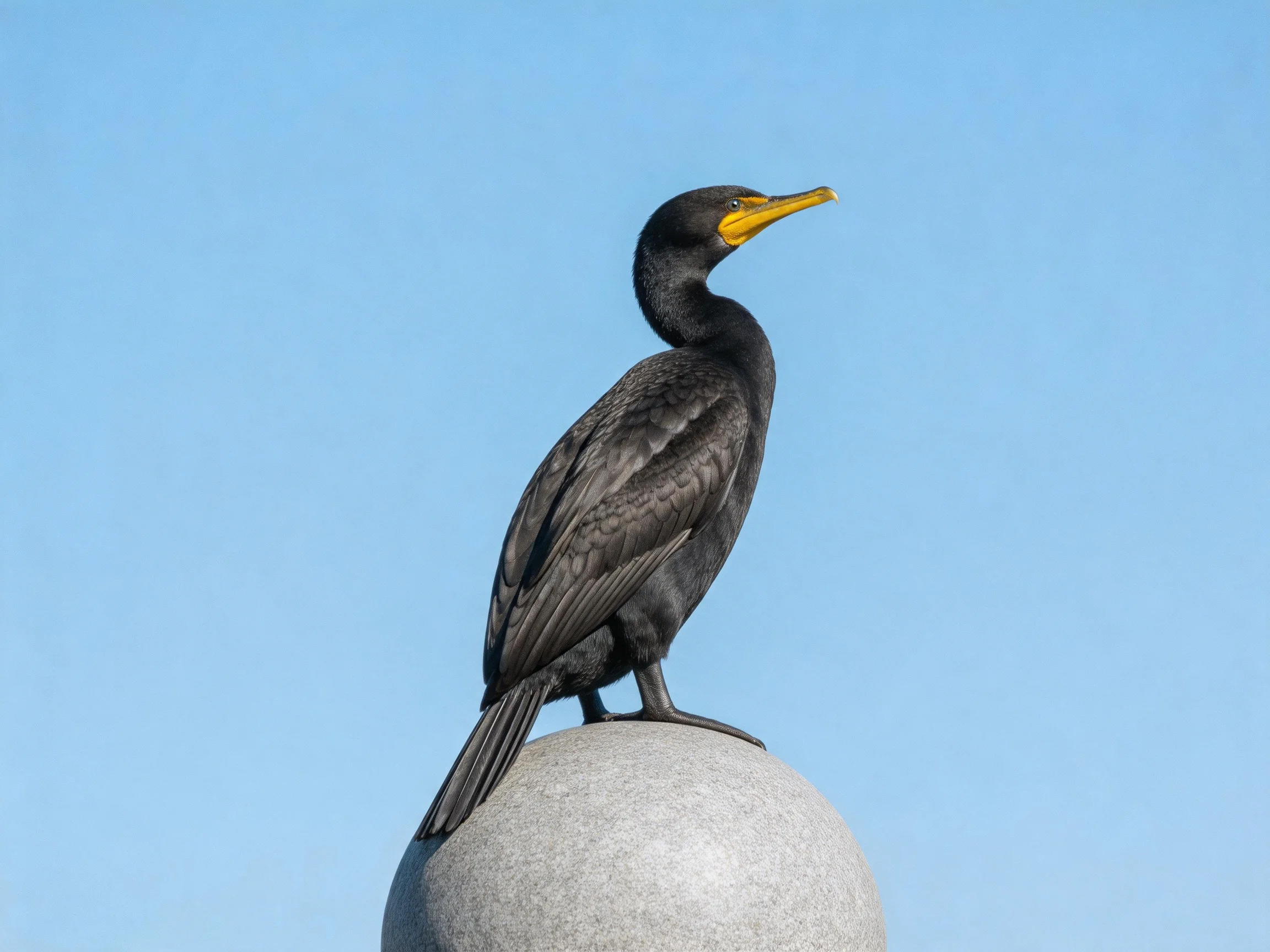 Black-feathered bird with yellow beak perched atop gray stone sphere