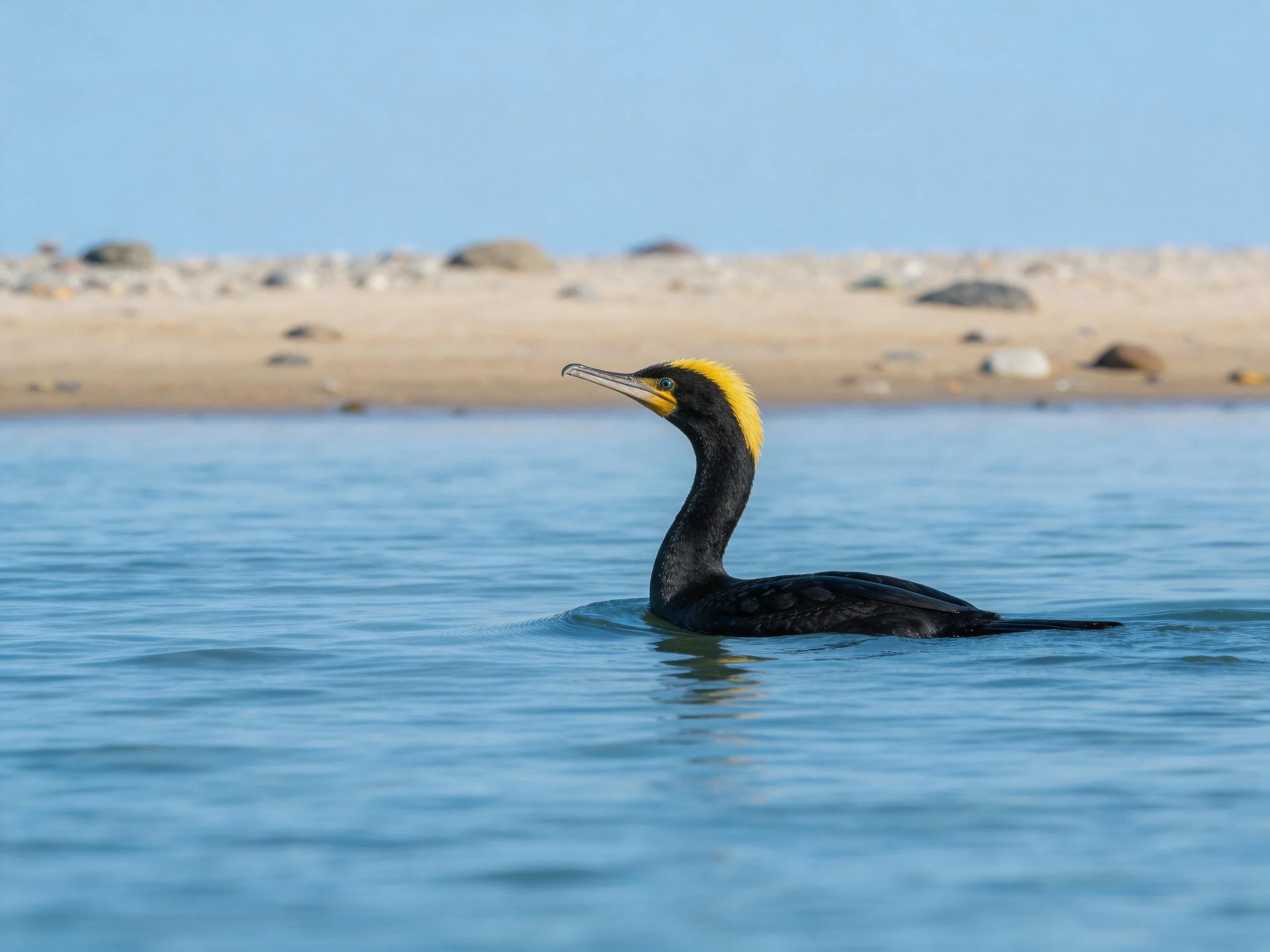 Black-feathered bird with yellow crest swims in blue waters near sandy shore