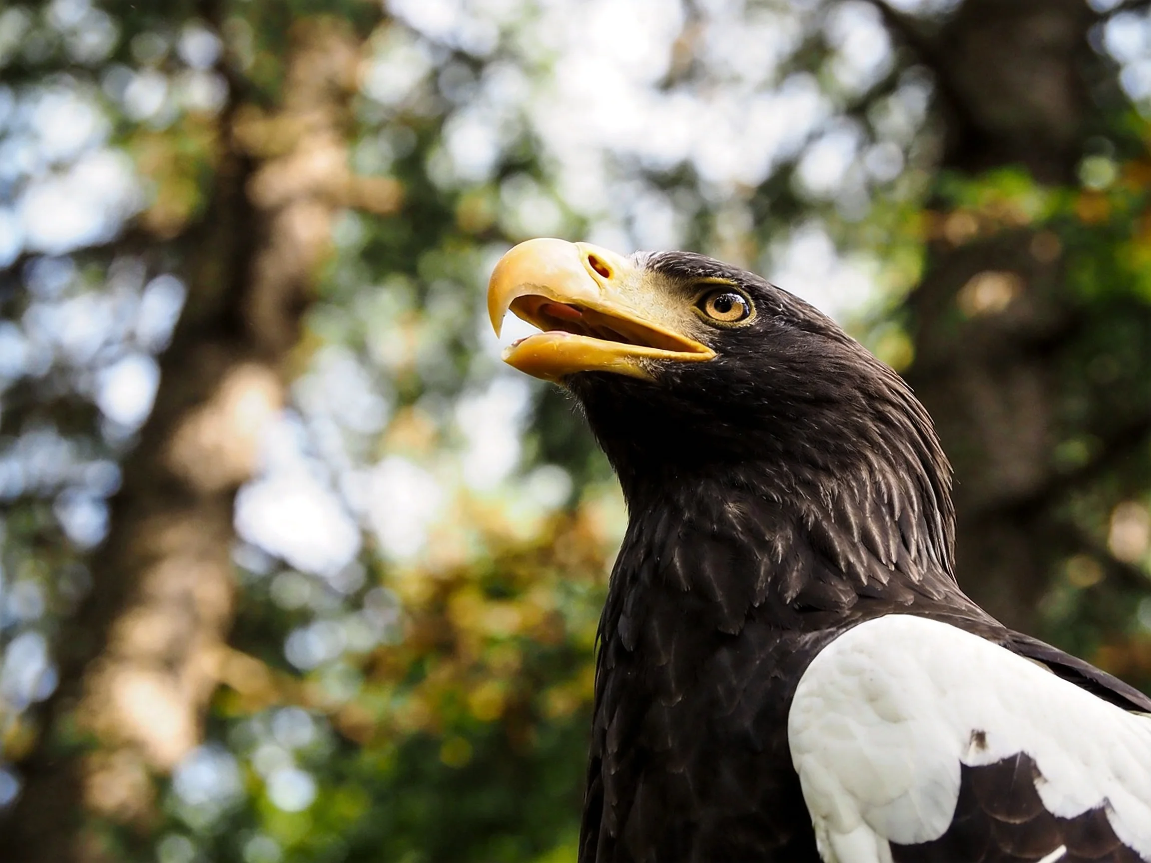 Black-feathered eagle with white wing patches near forest trees