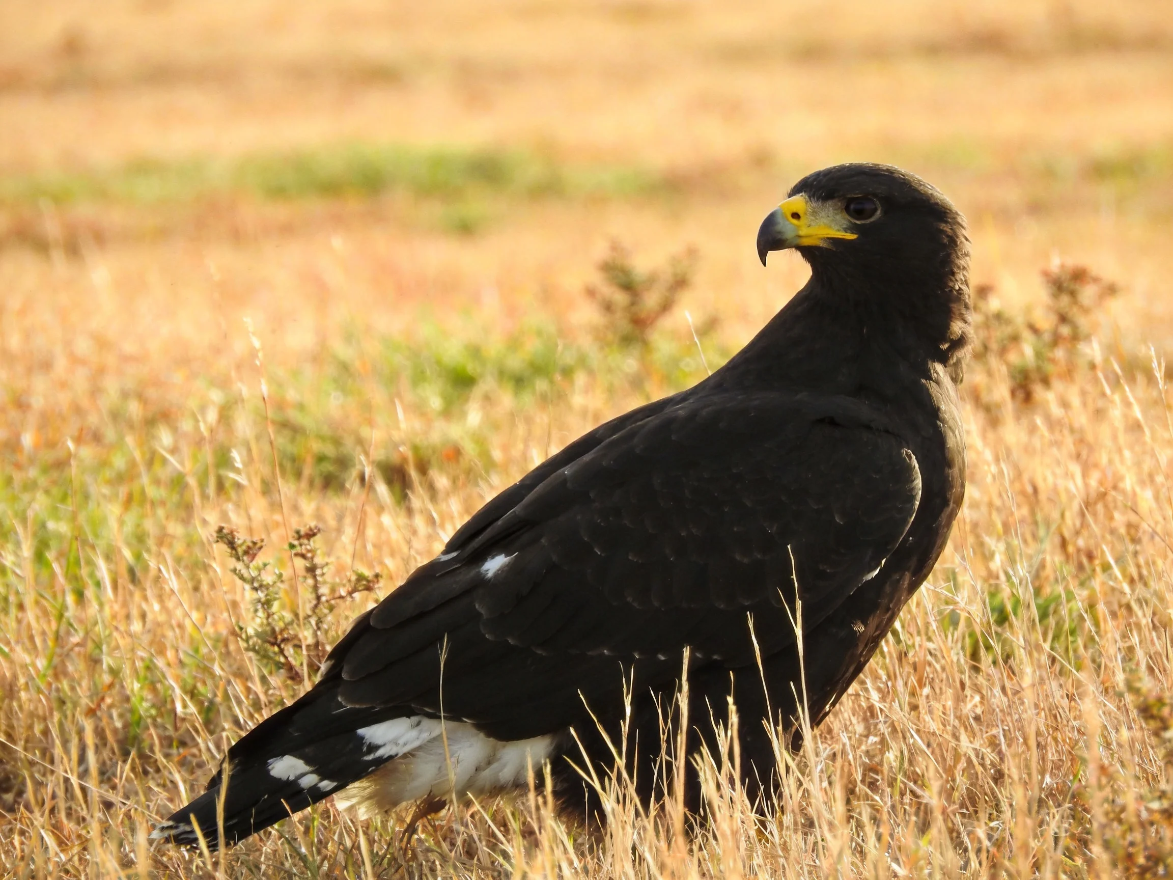 Black-feathered raptor with yellow beak in golden grassland