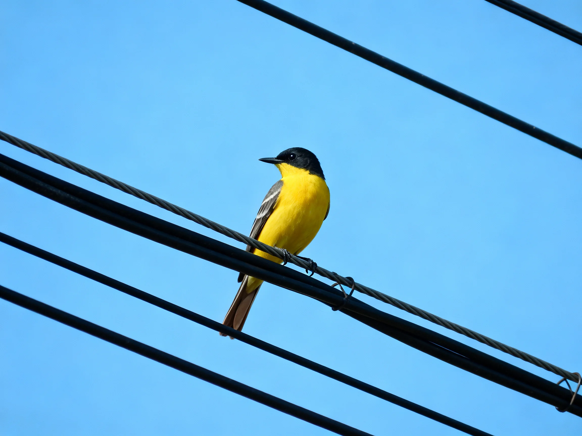 Black-headed Yellow Bird Perches on Electrical Wires Under Blue Sky