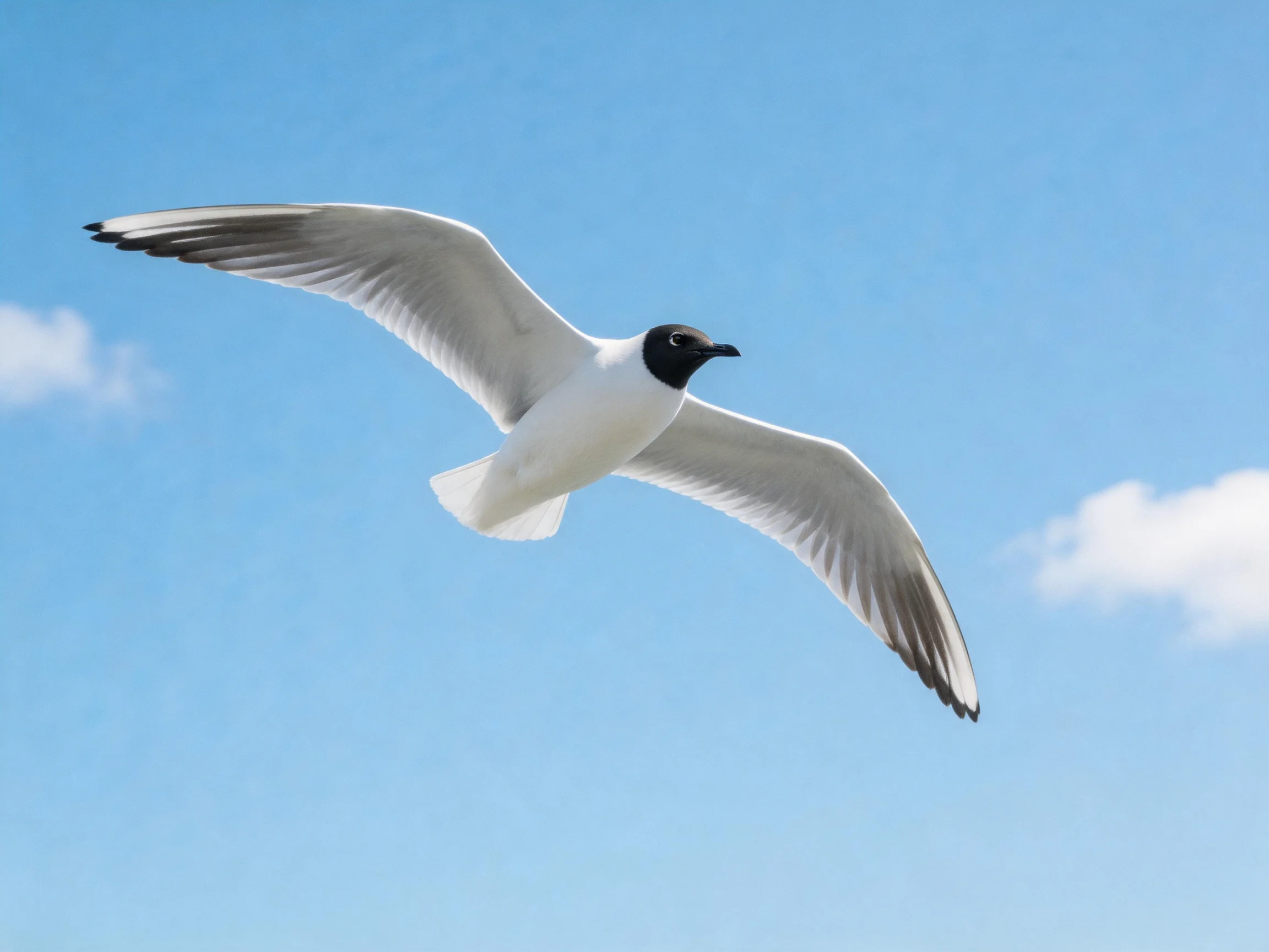 Black-headed bird soaring with outstretched wings