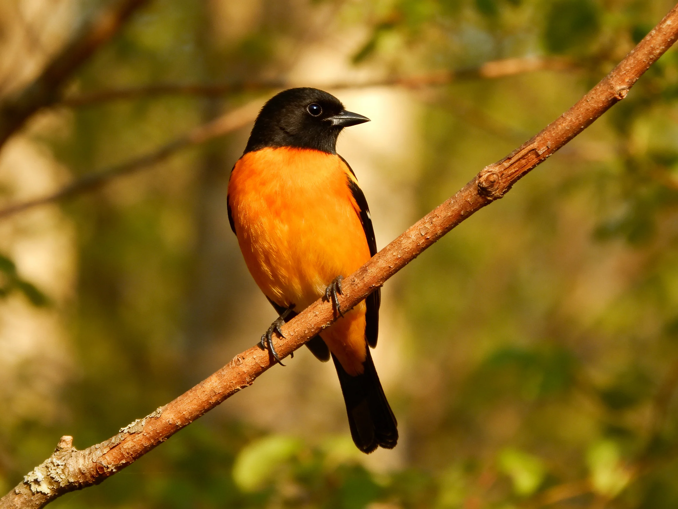 A black-headed, orange-breasted bird rests on a tree branch amid greenery.