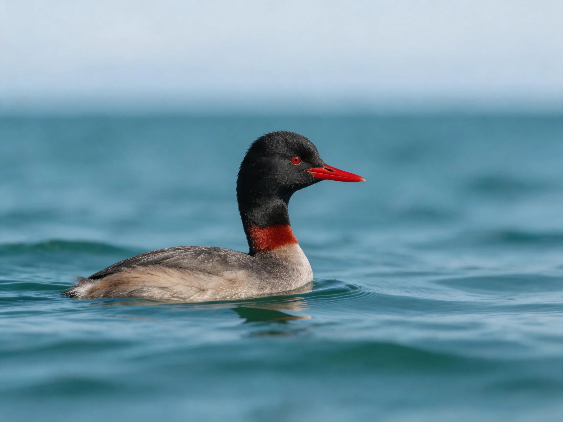 Black-headed bird with red beak swims in blue-green water