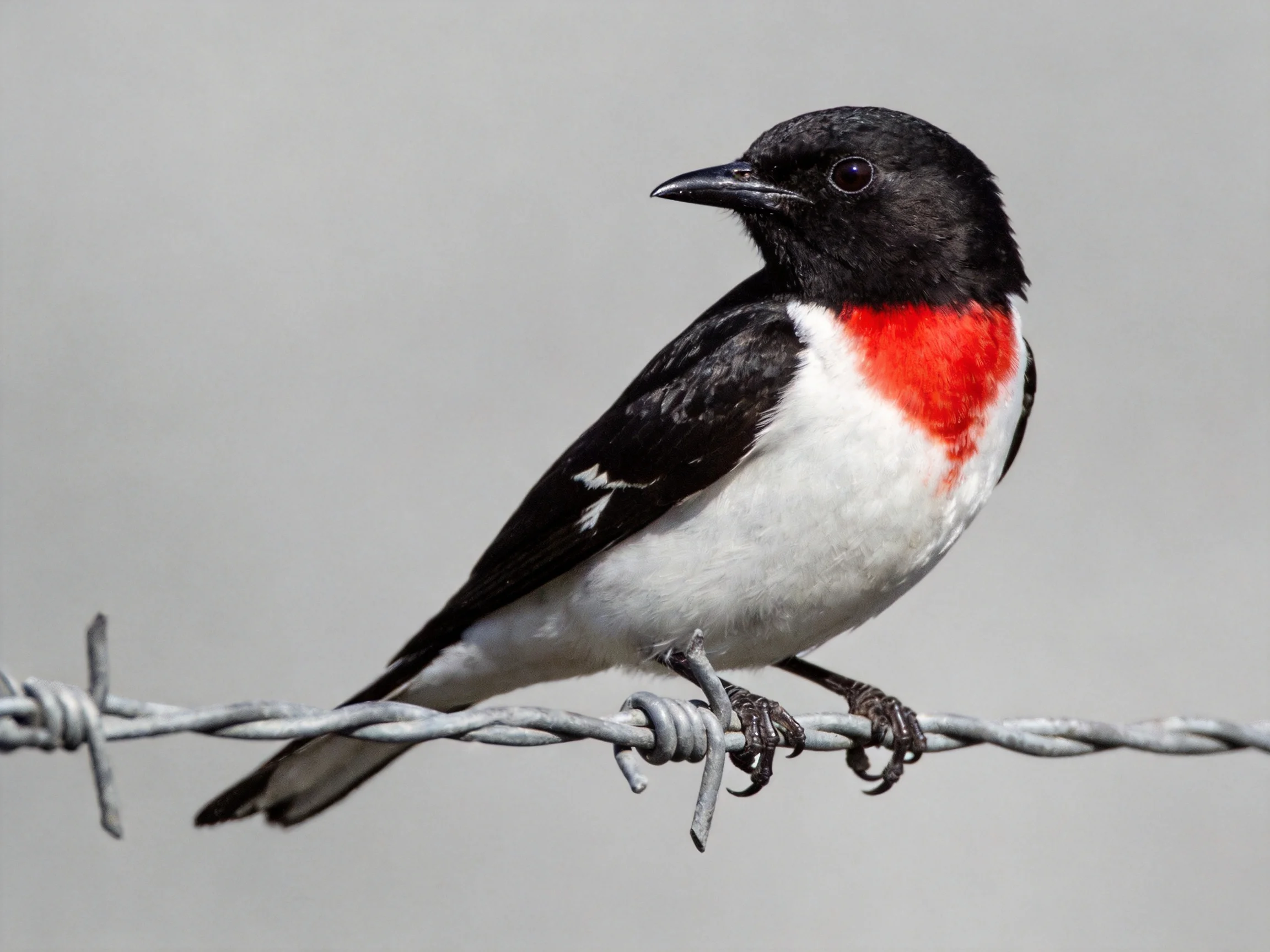 Black-headed bird with red throat perched on barbed wire