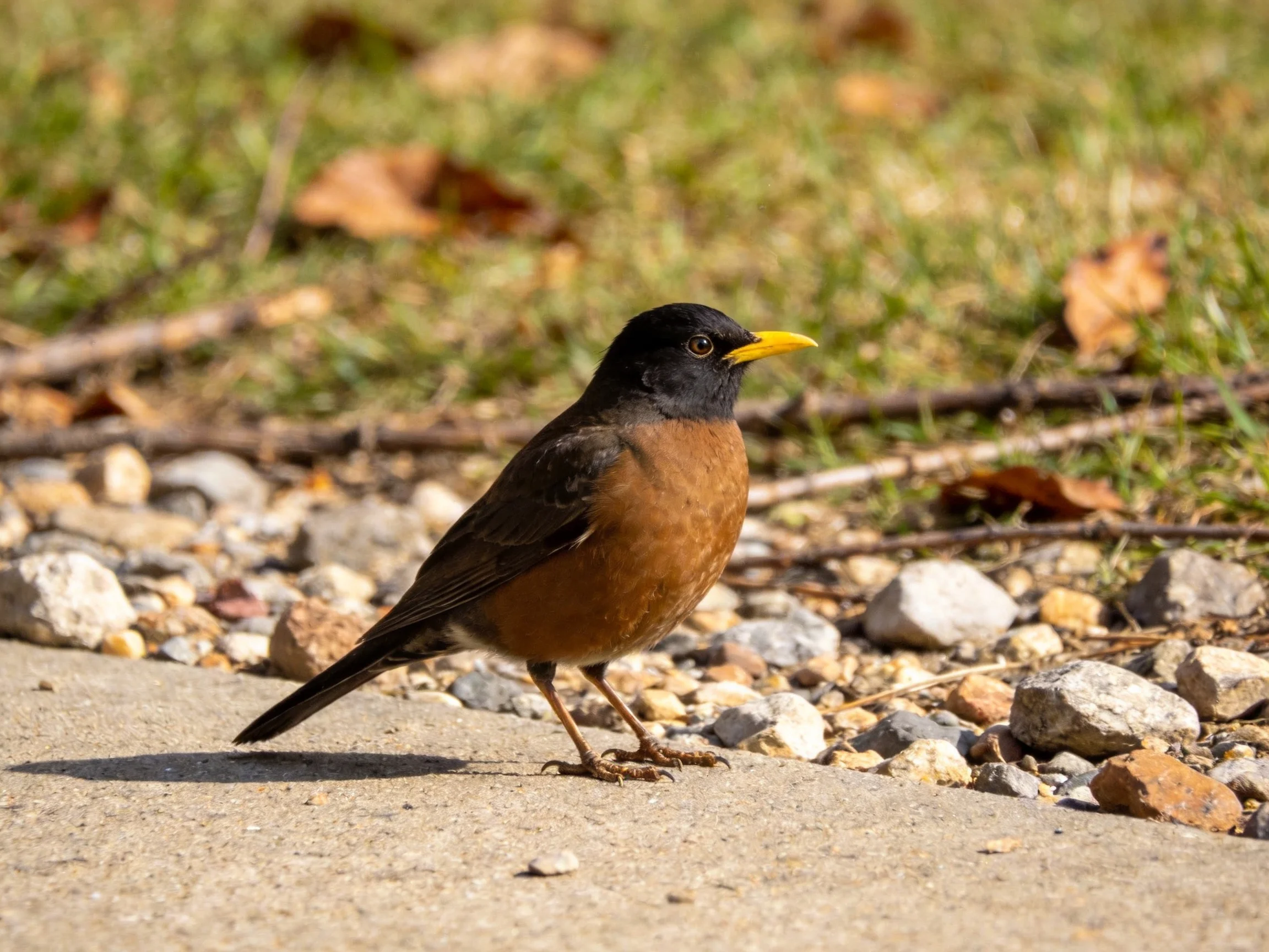 Black-headed bird with yellow beak near pebbles and grass