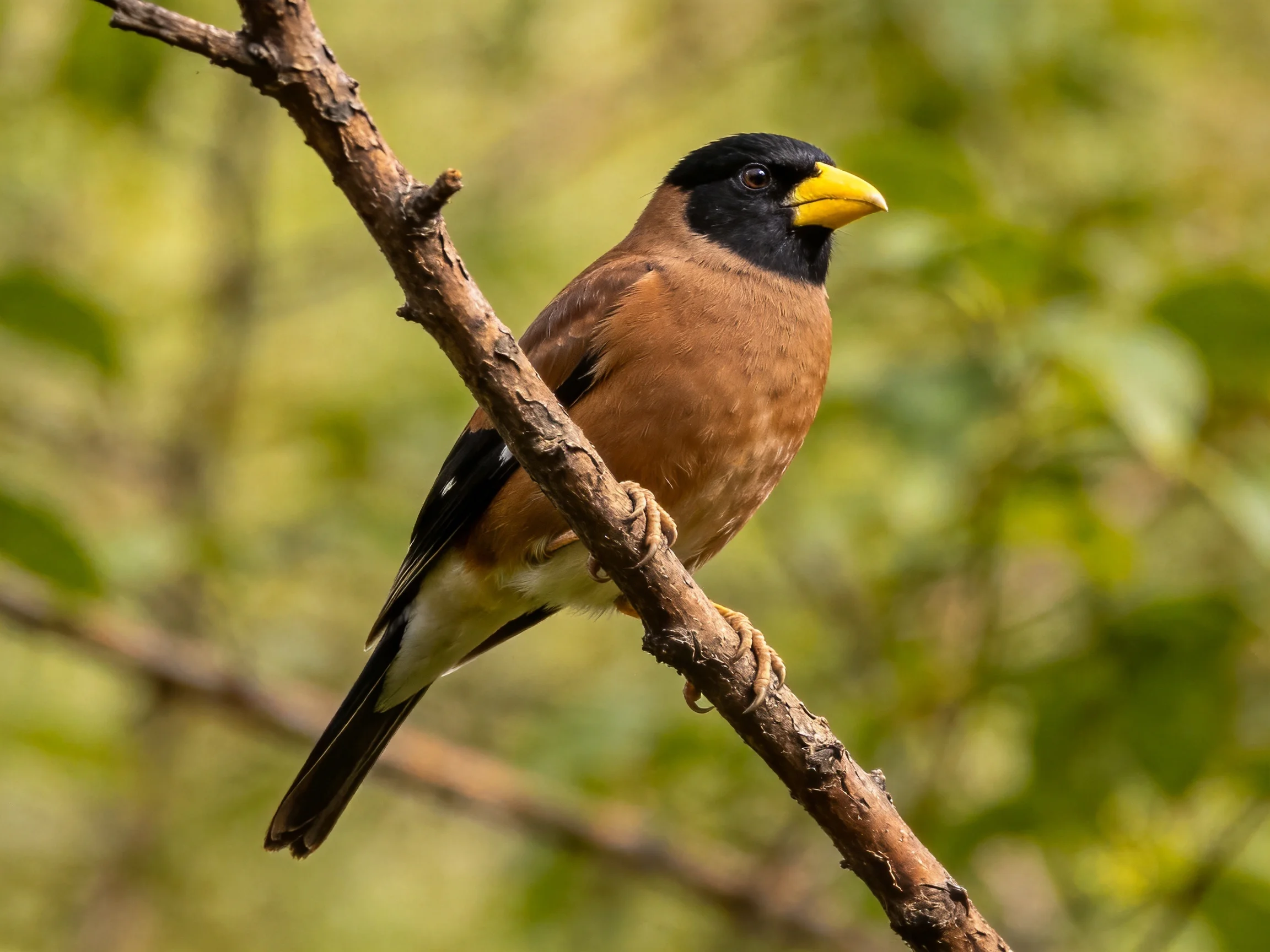 A black-headed bird with a yellow beak rests on a tree branch amid green foliage.