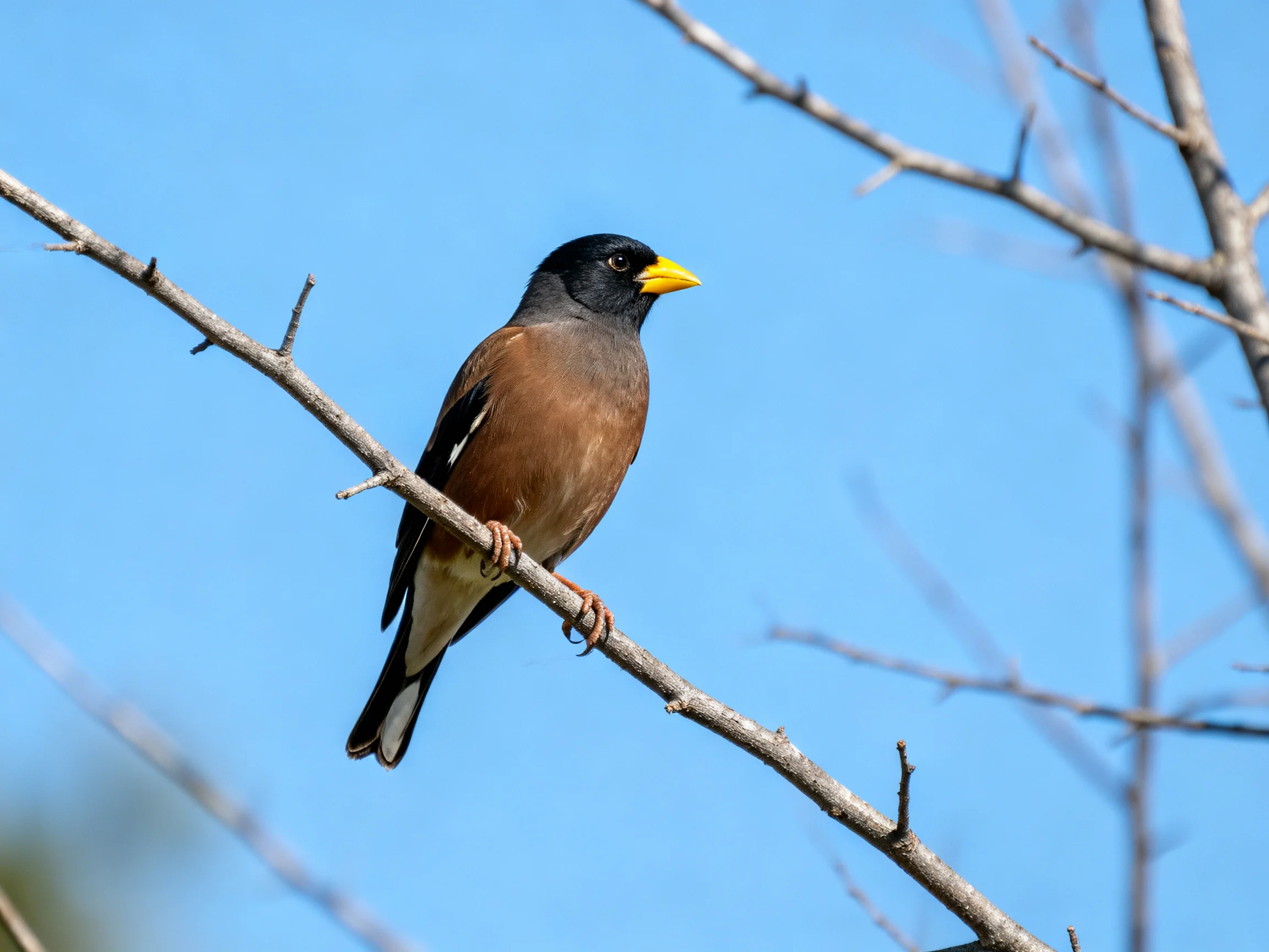 Black-headed bird with yellow beak perches on a bare tree branch