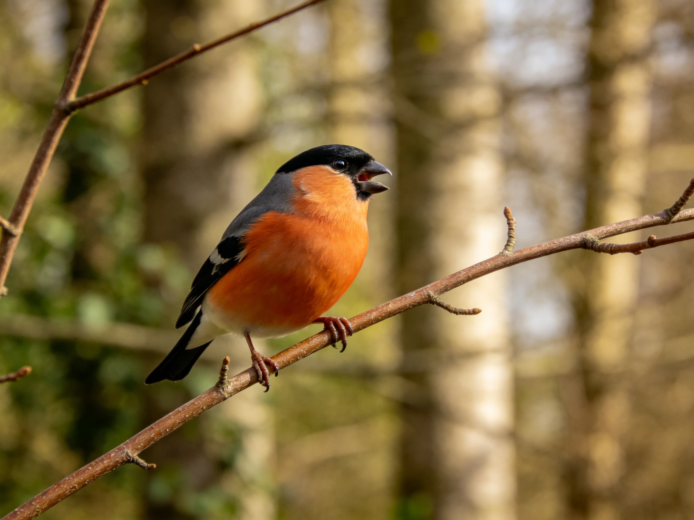 Black-headed bullfinch on slender branch in forest