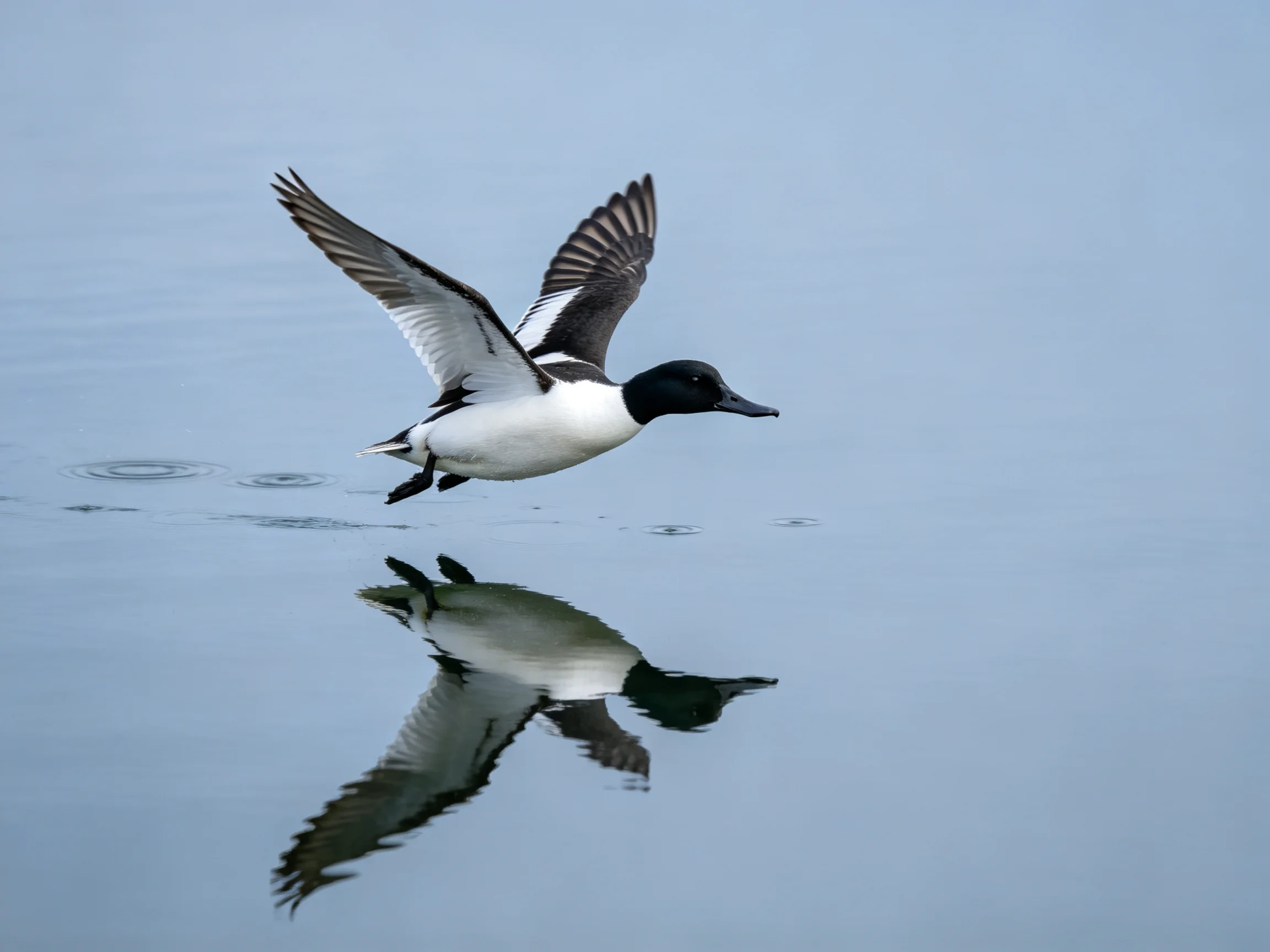 Black-headed duck soaring over calm blue water with wing reflection