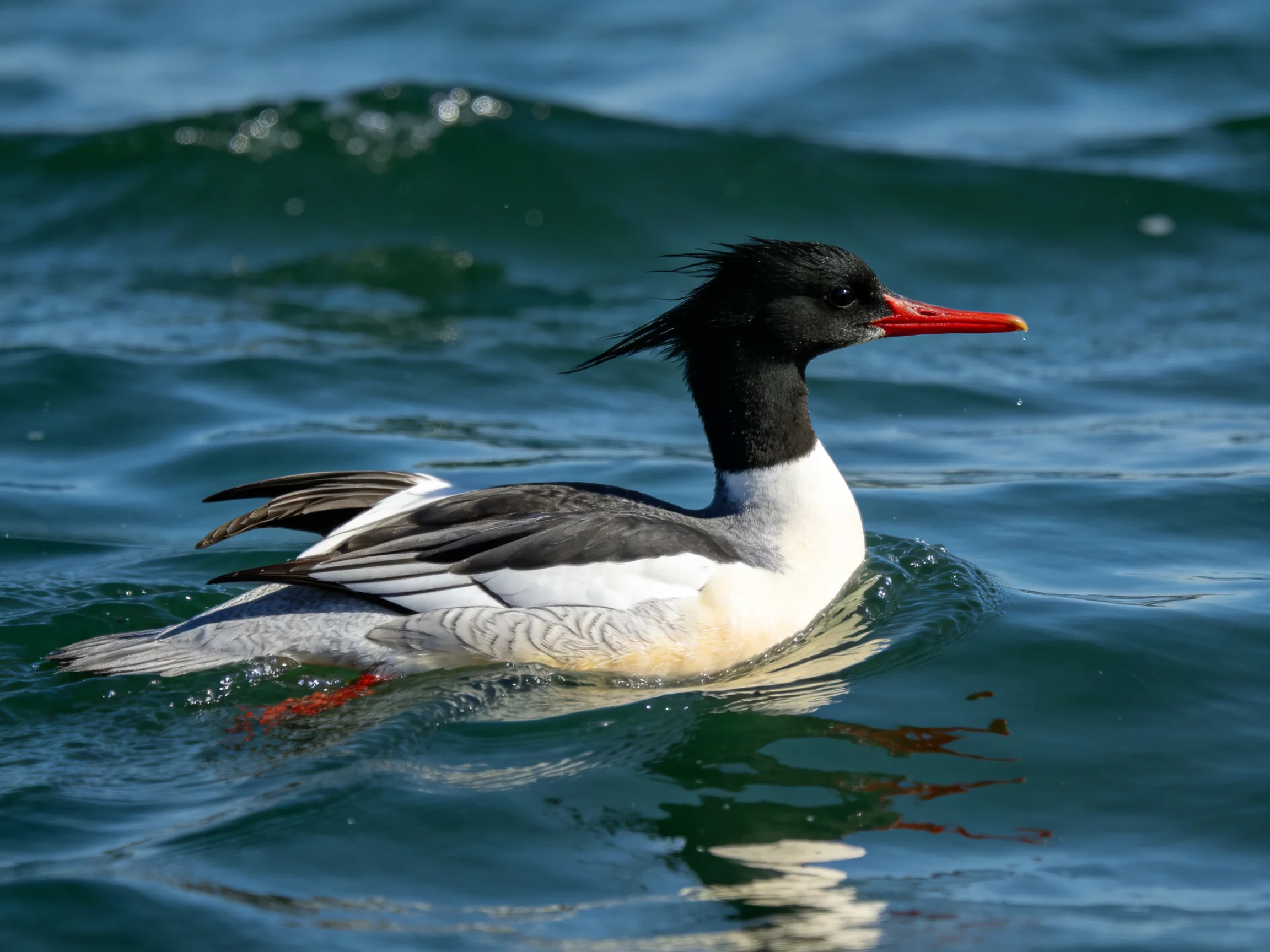 Black-headed duck with red beak swims in blue water