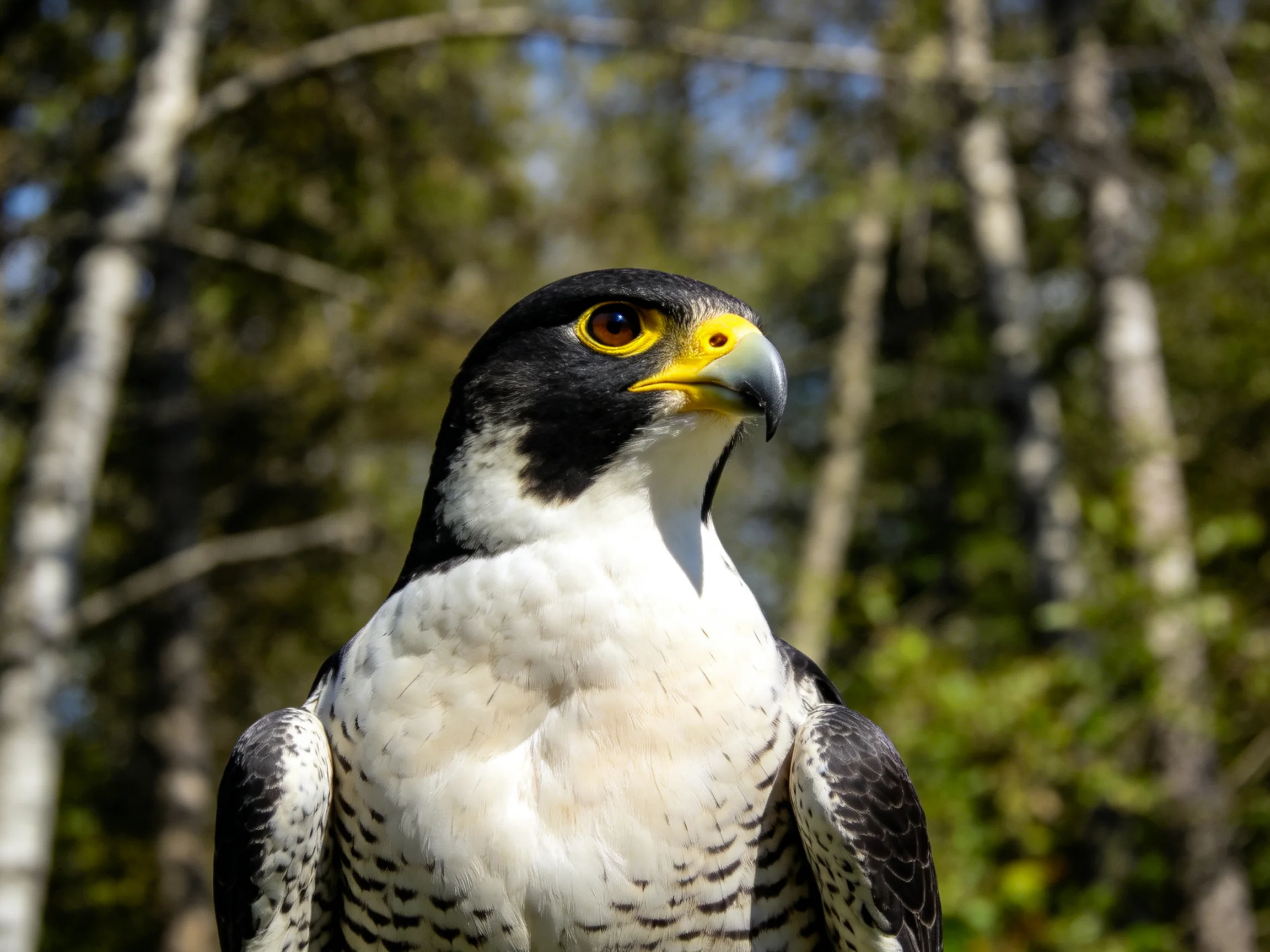 Black-headed falcon with white chest and yellow beak