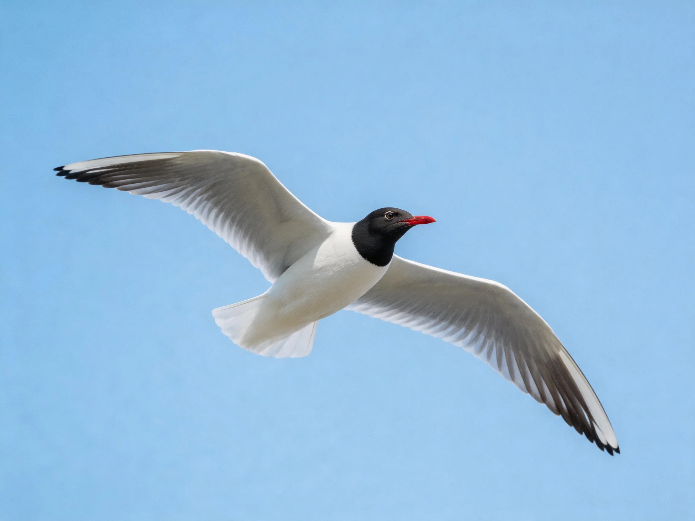 Black-headed gull soaring against clear blue sky