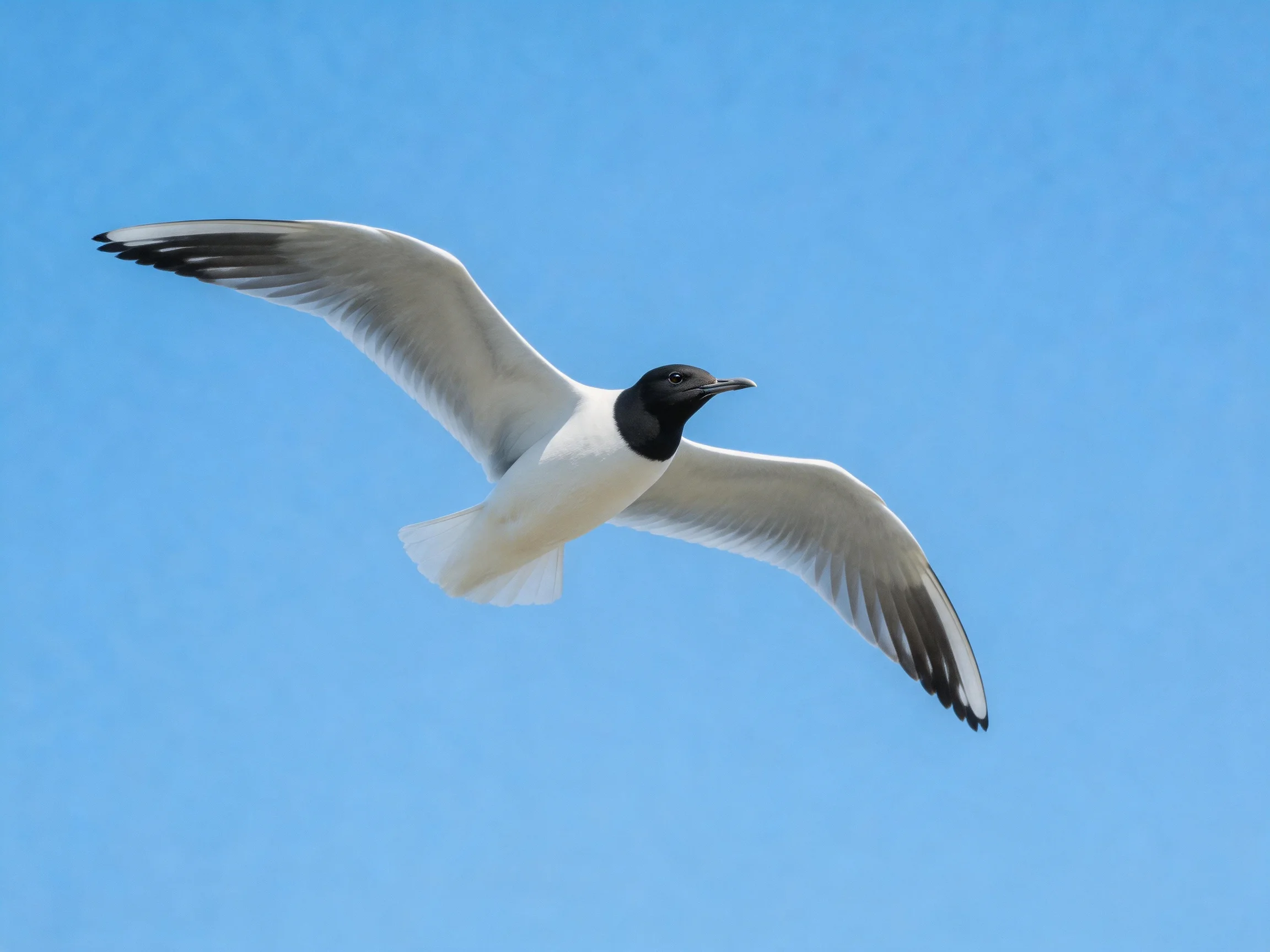 Black-headed gull soaring in clear blue sky