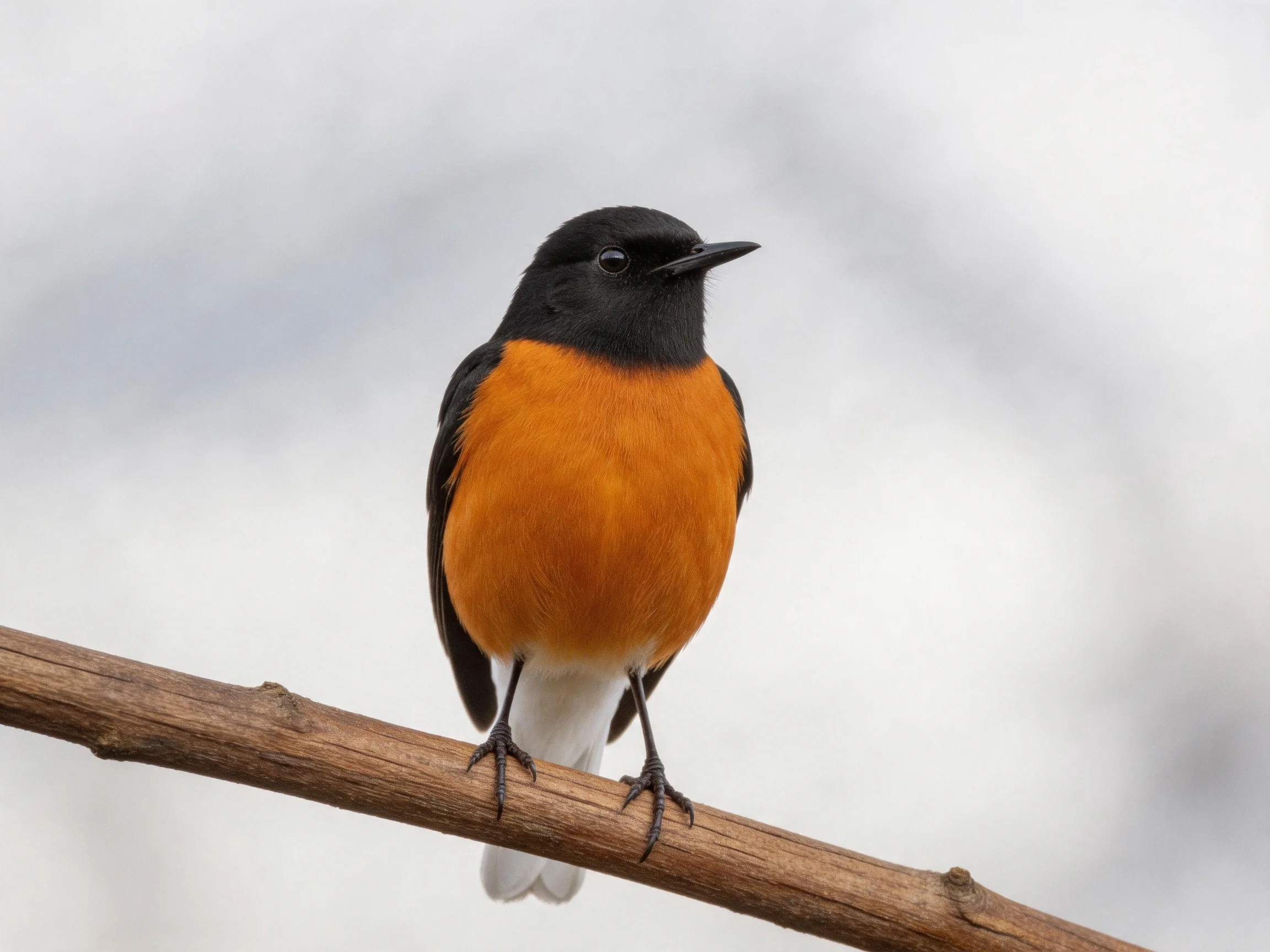 Black-headed orange-chested bird perched on wooden branch