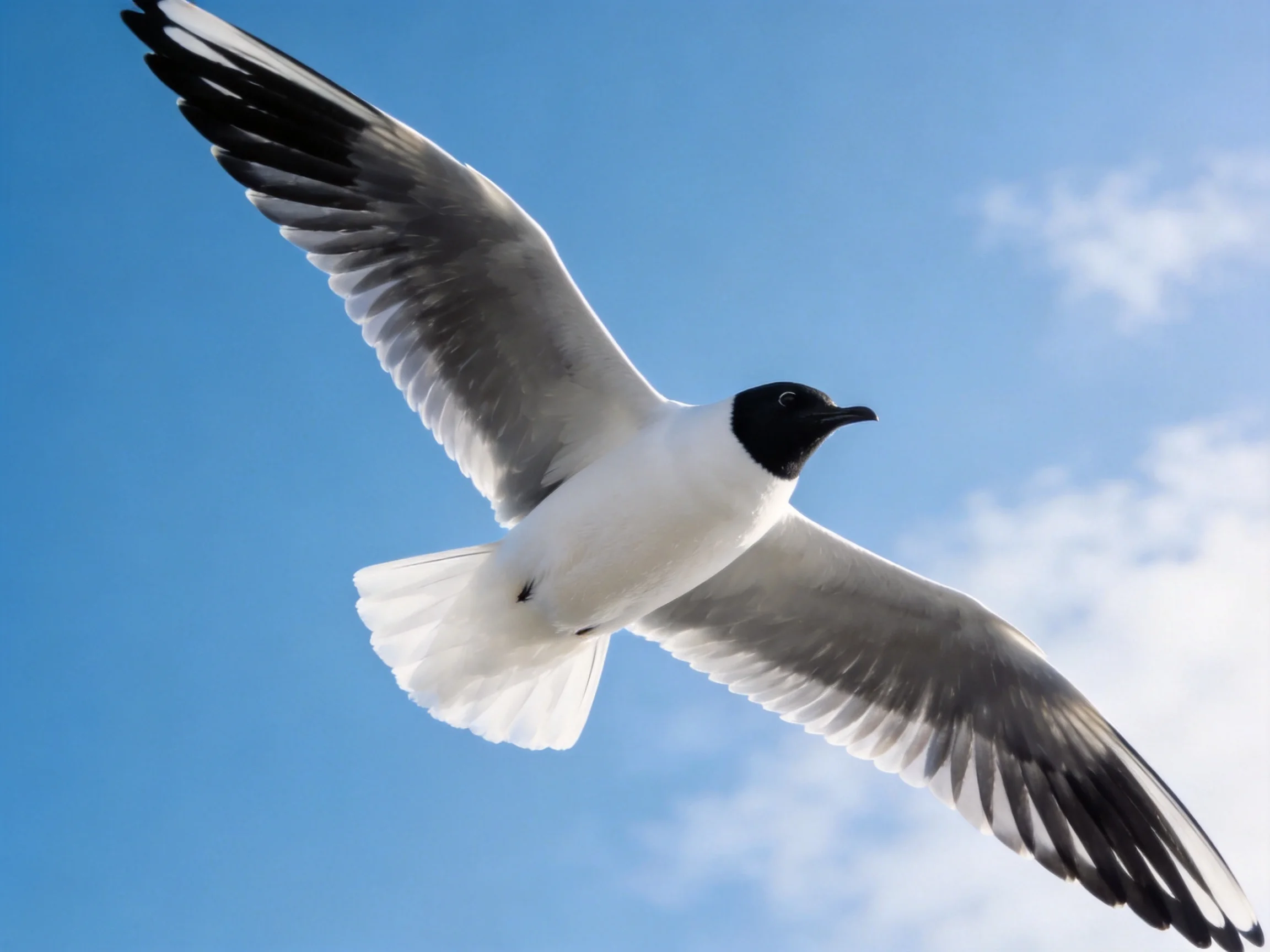 Black-headed seabird flies with outstretched wings