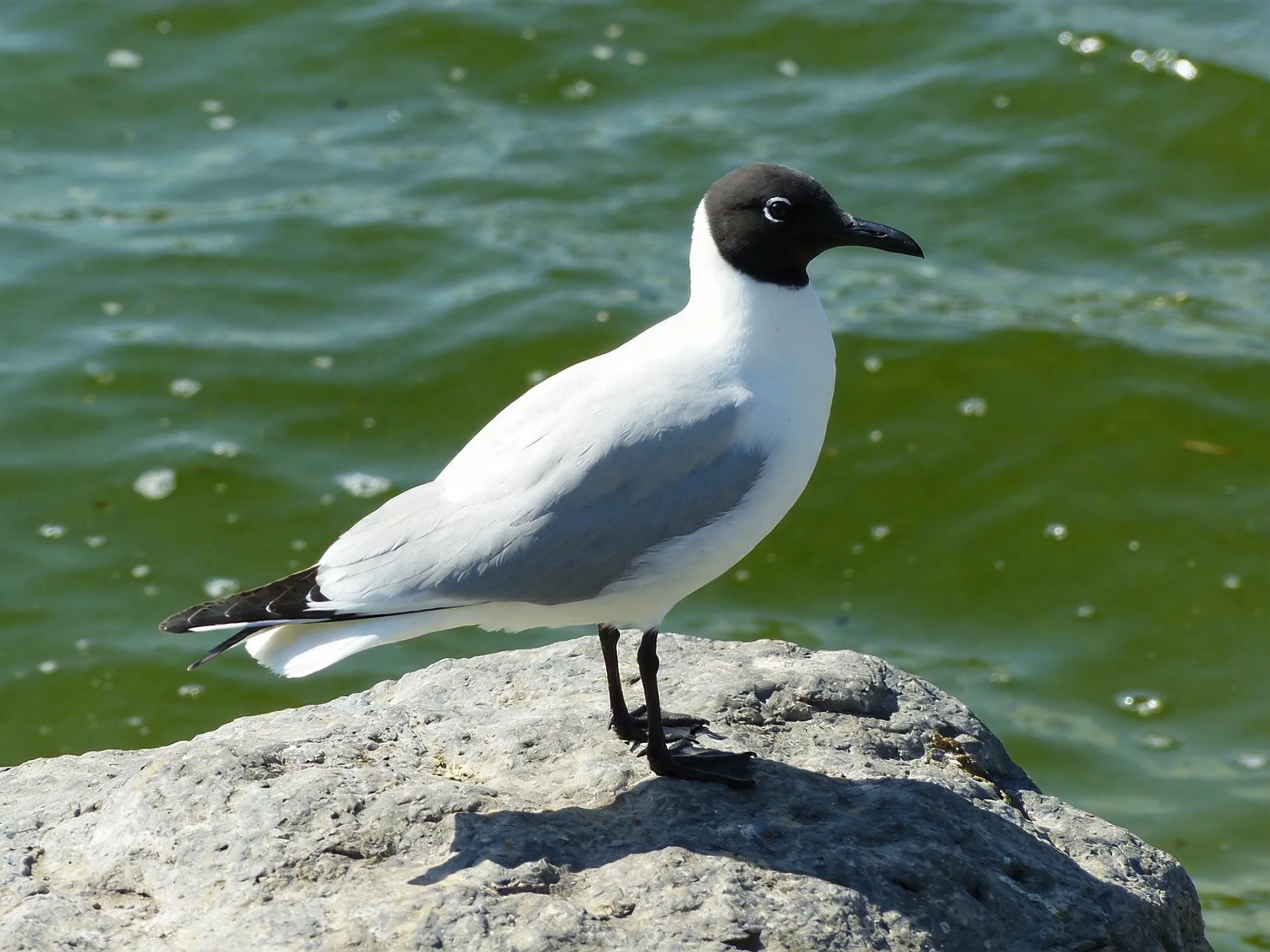 Black-headed seagull perched on gray rock by green water