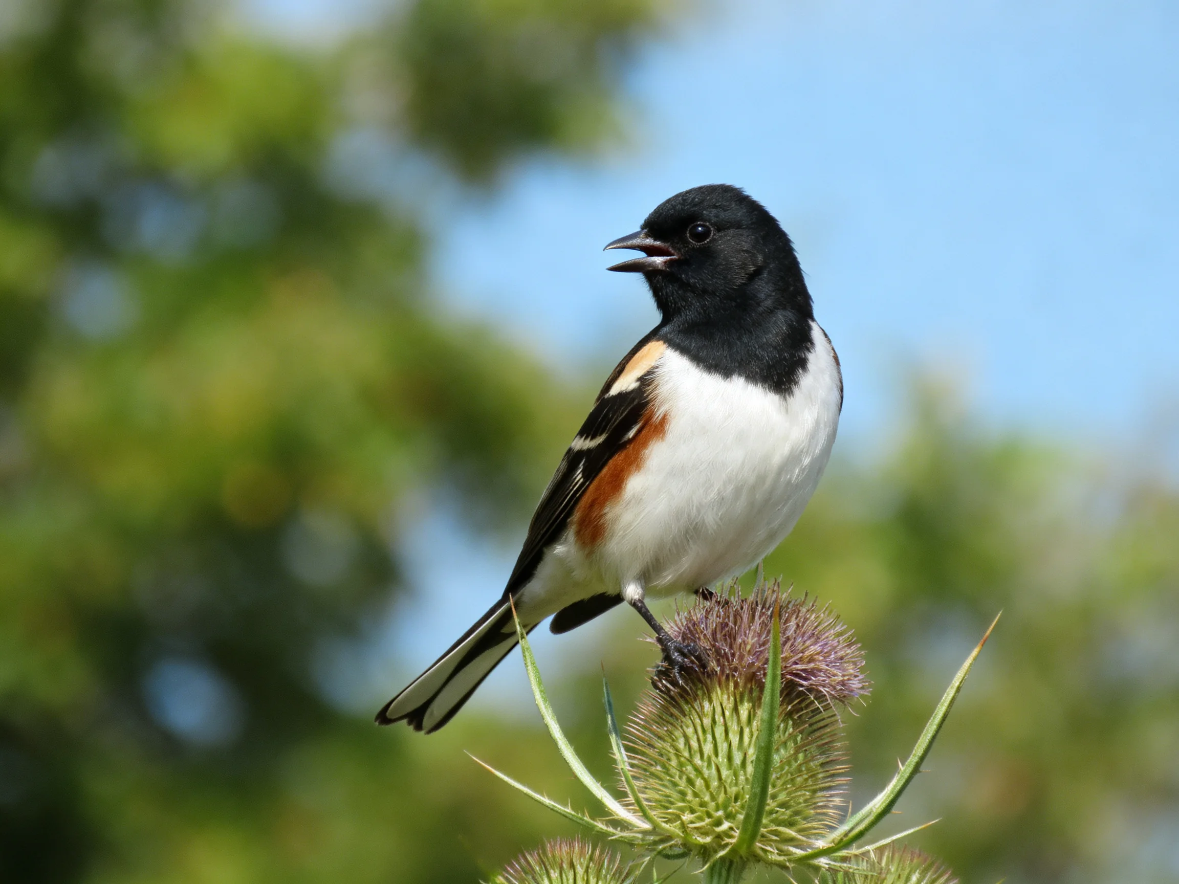 Black-headed songbird perched on spiky purple thistle