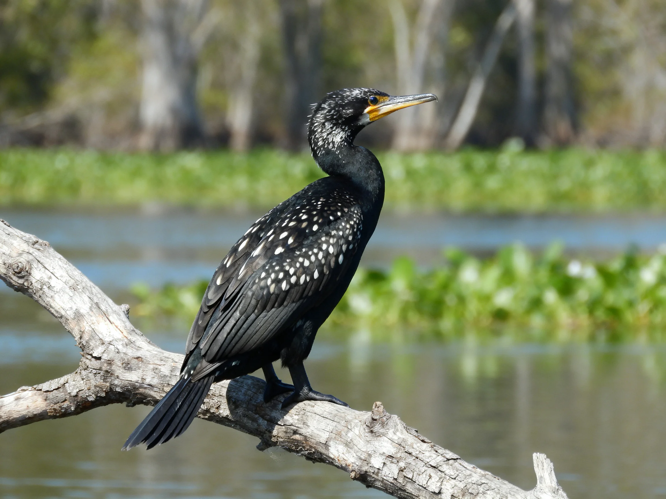 Black-spotted cormorant perched on a weathered tree branch by tranquil waters