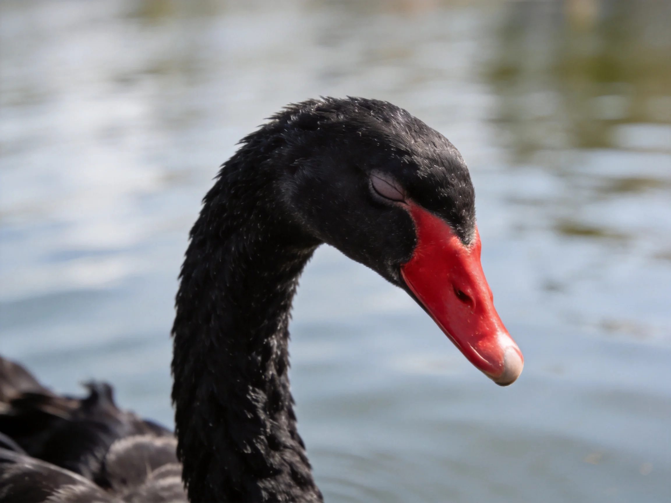 A black swan with a bright red beak rests near tranquil water.