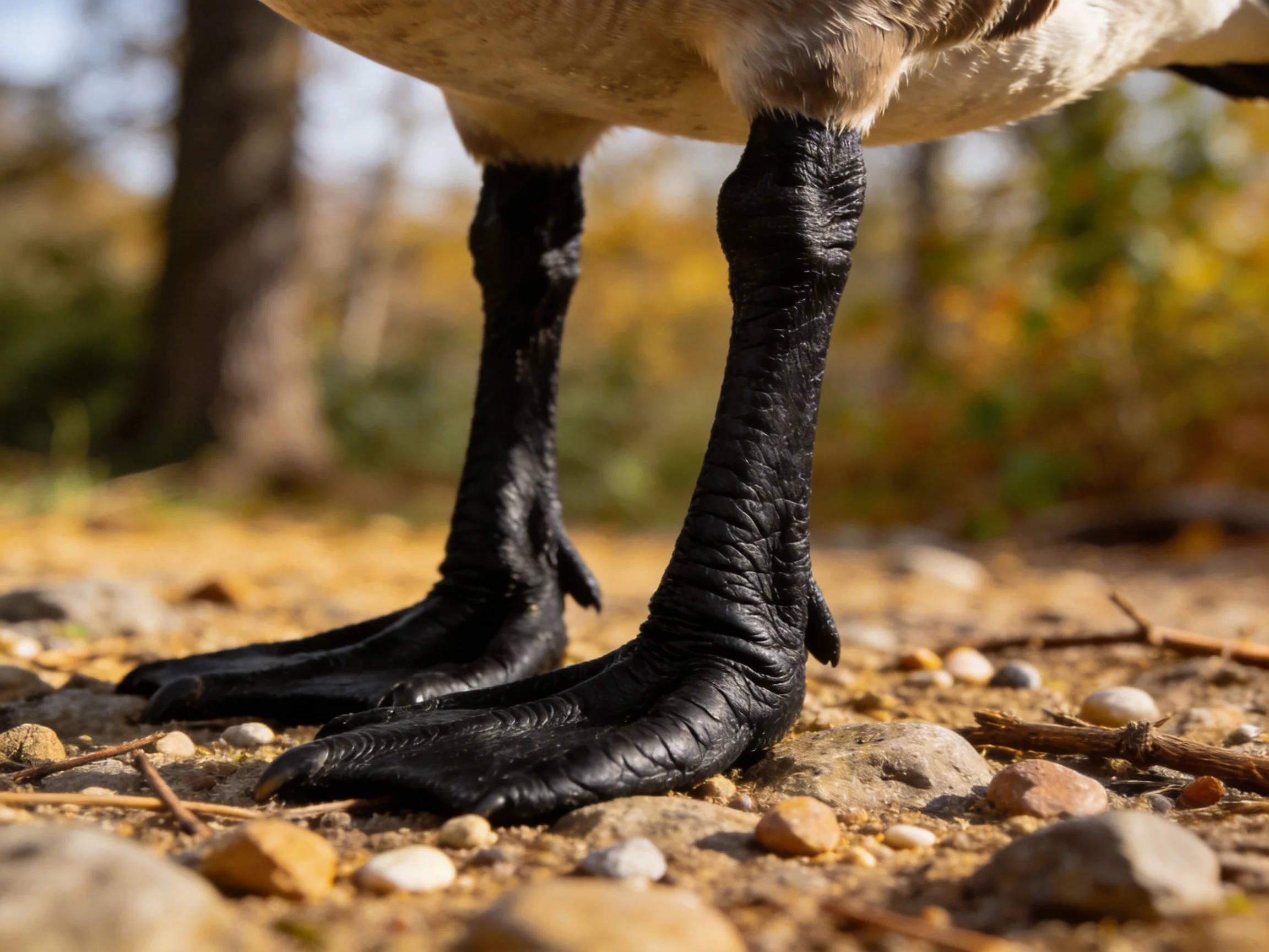 Black webbed bird feet on rocky terrain near autumn foliage