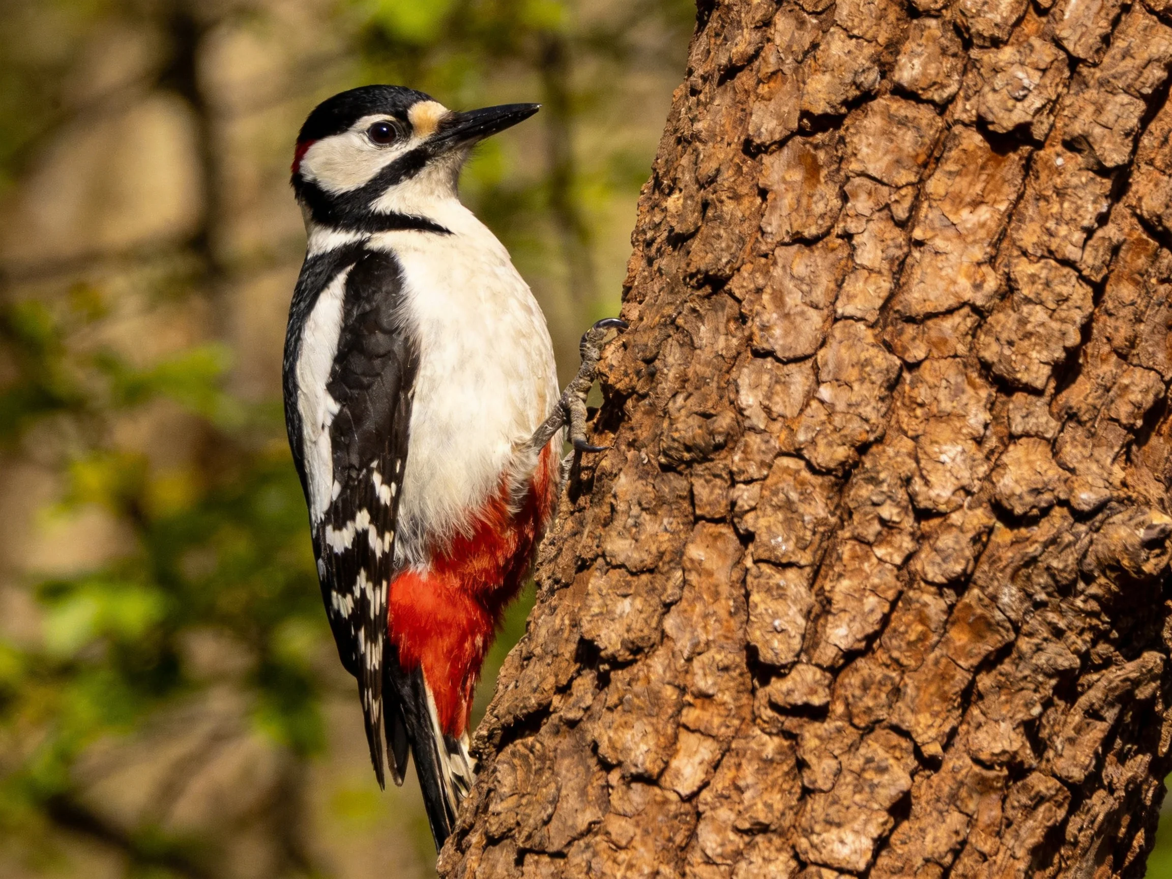 Black, white, and red woodpecker on textured brown tree trunk