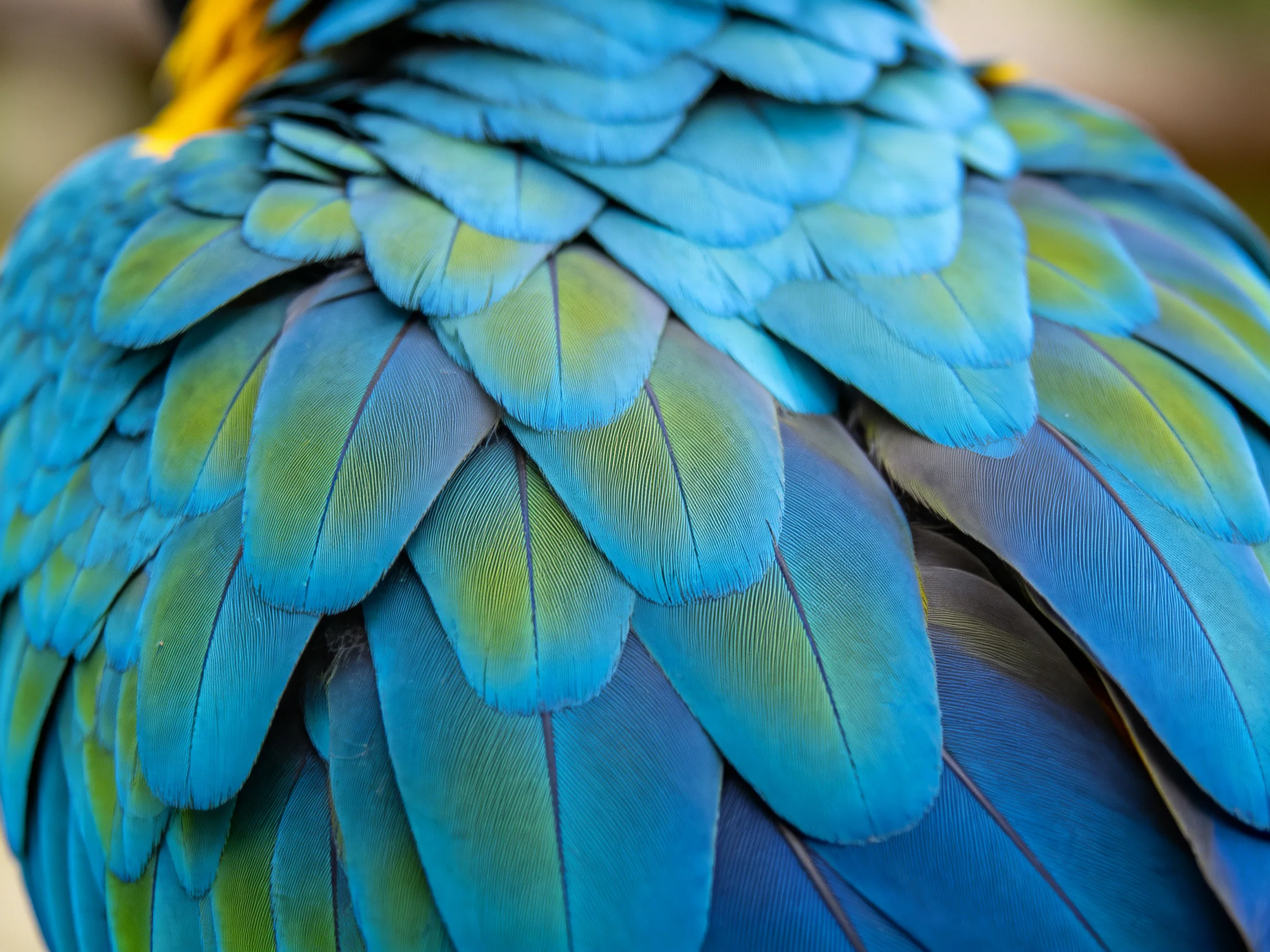 Blue and green parrot feathers showing layered, vibrant plumage details
