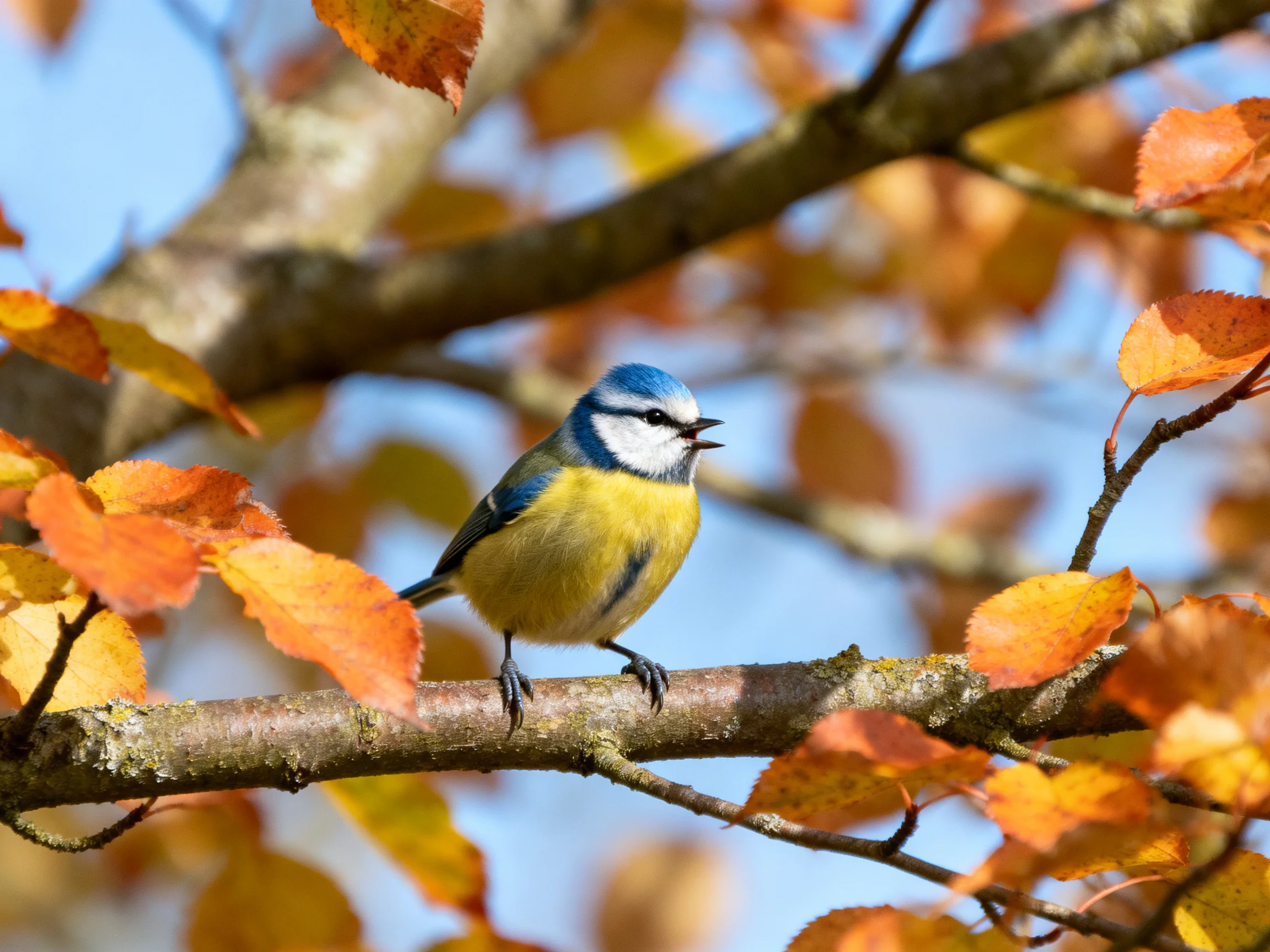 Blue and yellow bird on autumn branch with orange leaves