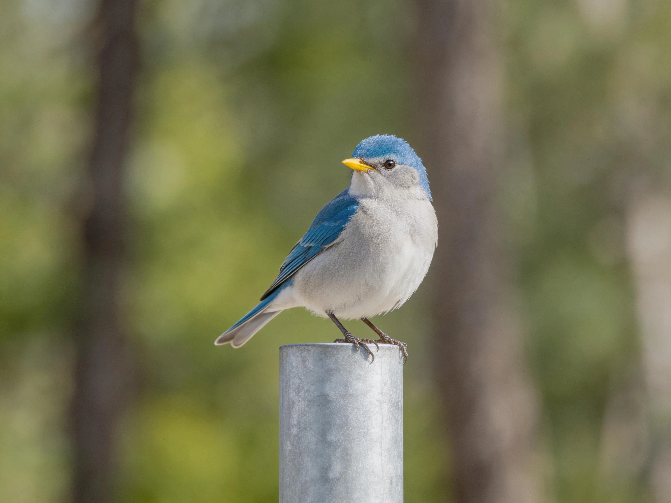 A small bird with blue head and gray body sits atop a metallic post amid a blurred natural setting.